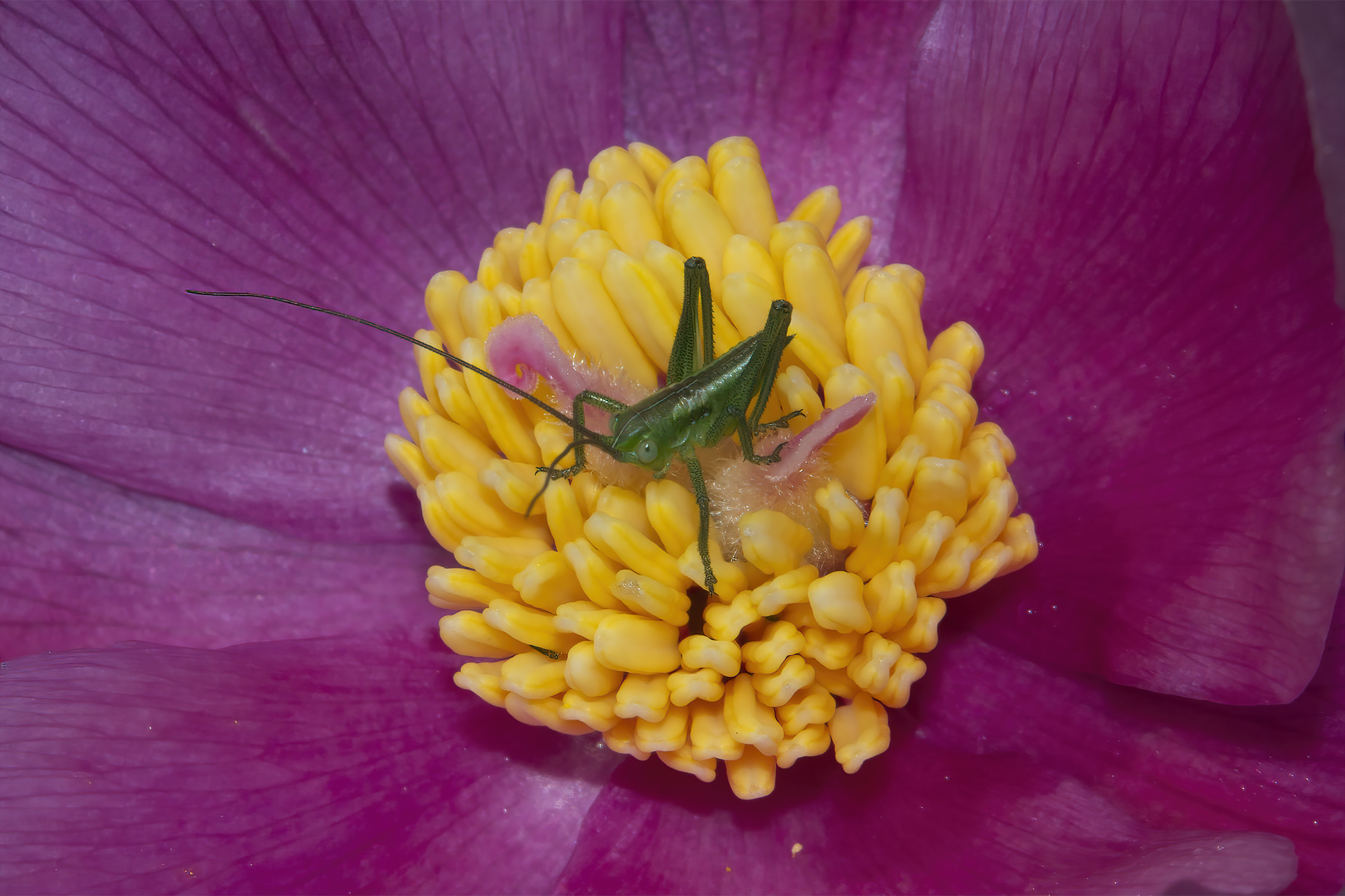 Cavalletta su Peonia corallina