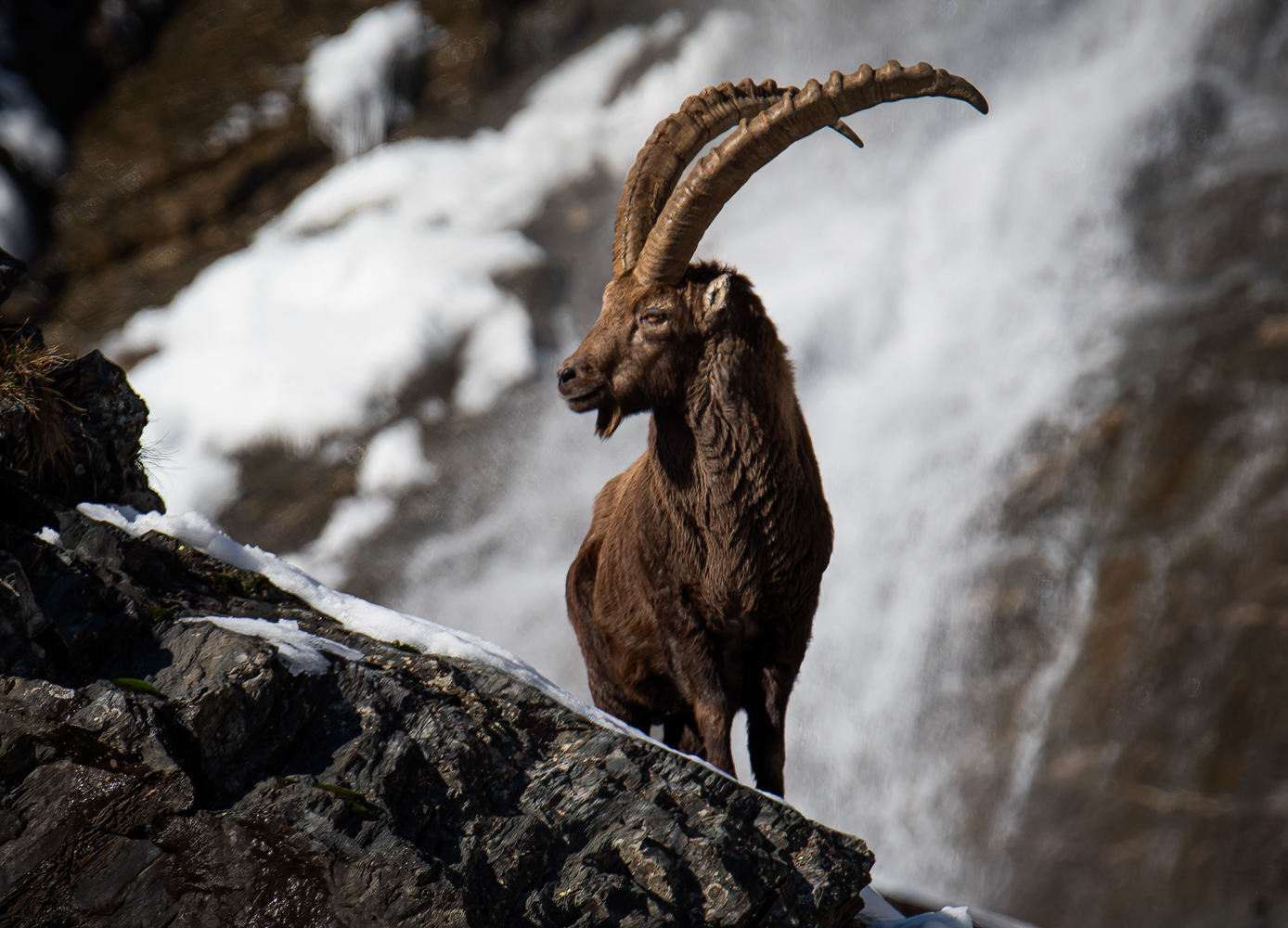 Ibex