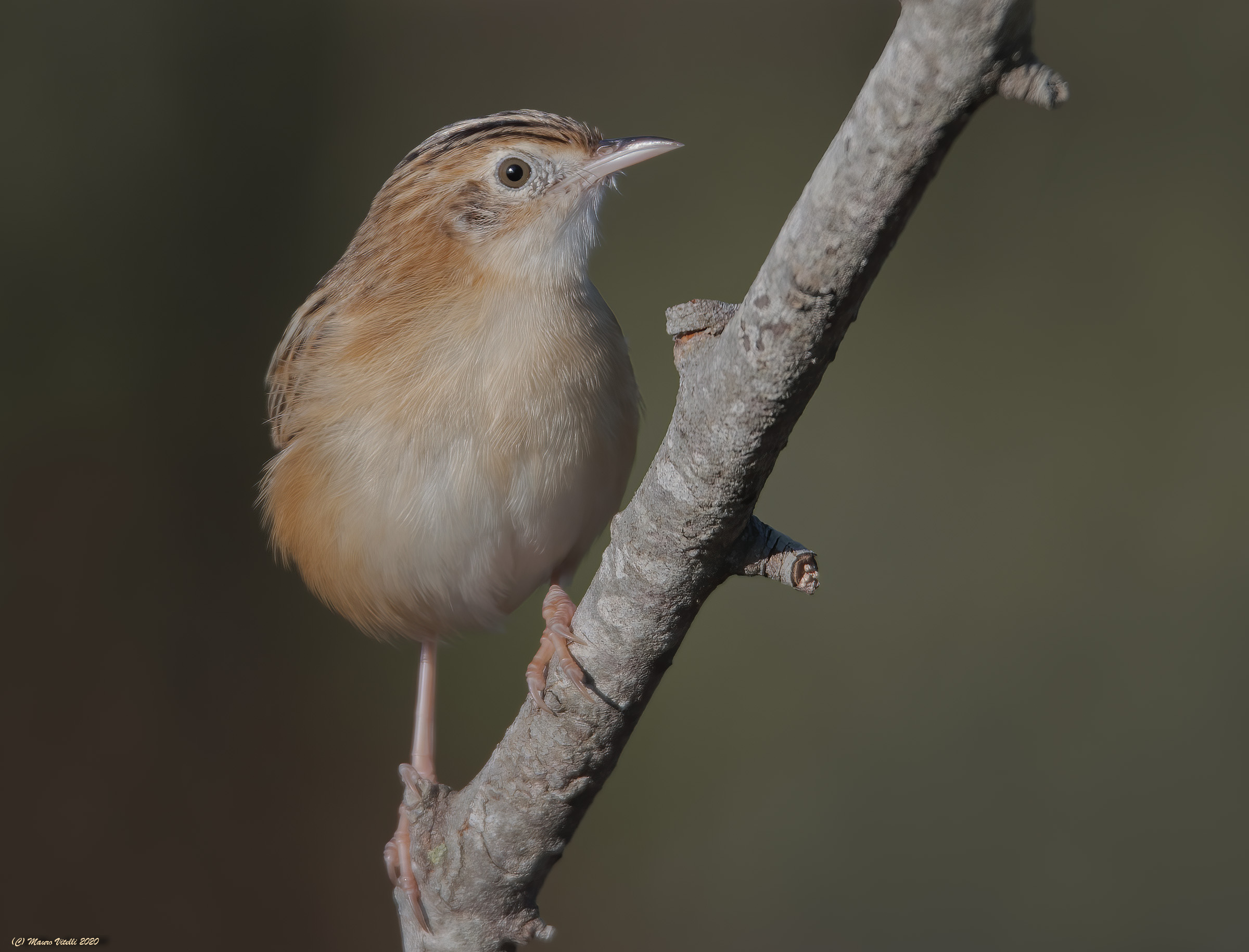 Beccamoschino Department (Cisticola juncidis)