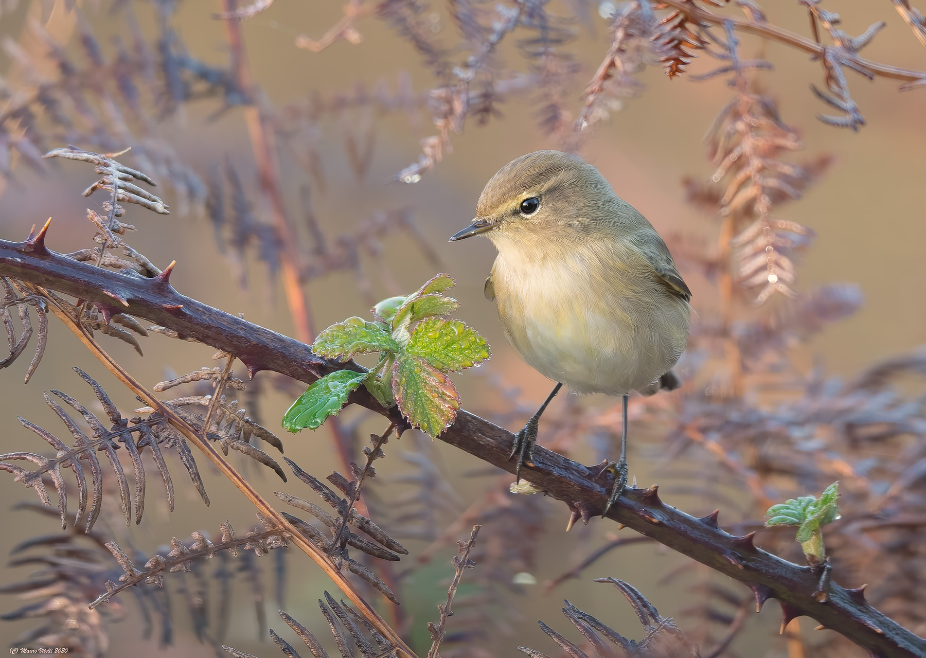 Luì Piccolo (Phylloscopus collybita)