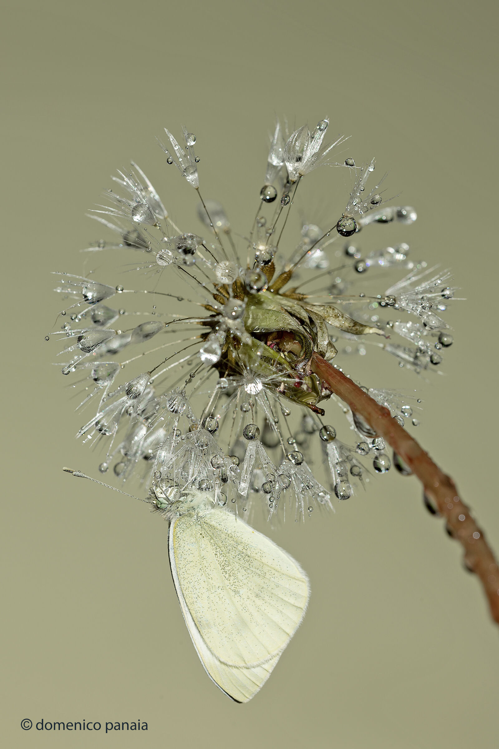 appesa al lampadario