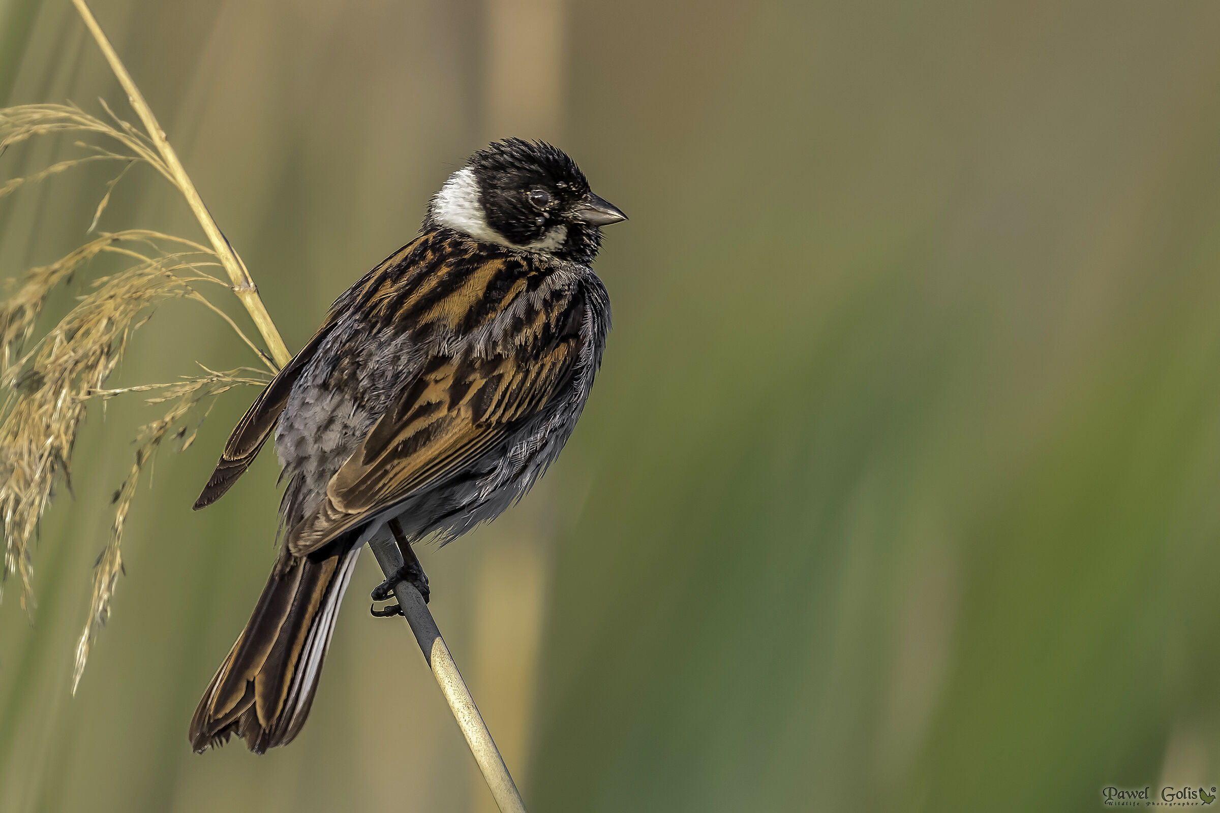 Bunting di canna comune (Emberiza schoeniclus)