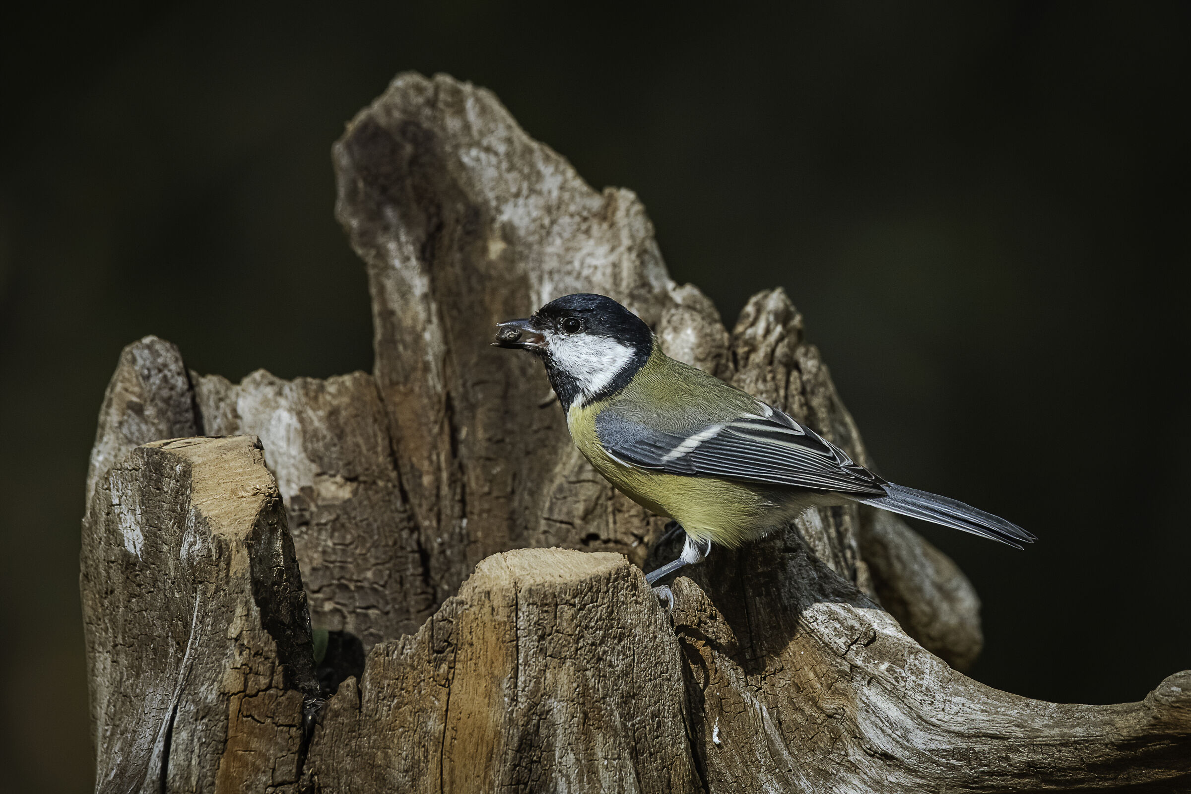 Cinciallegra (Parus major)