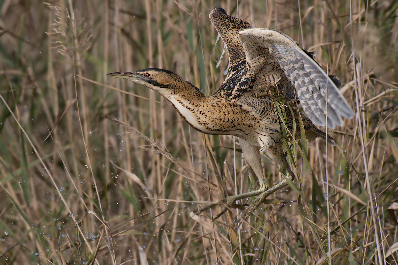 Tarabuso in flight