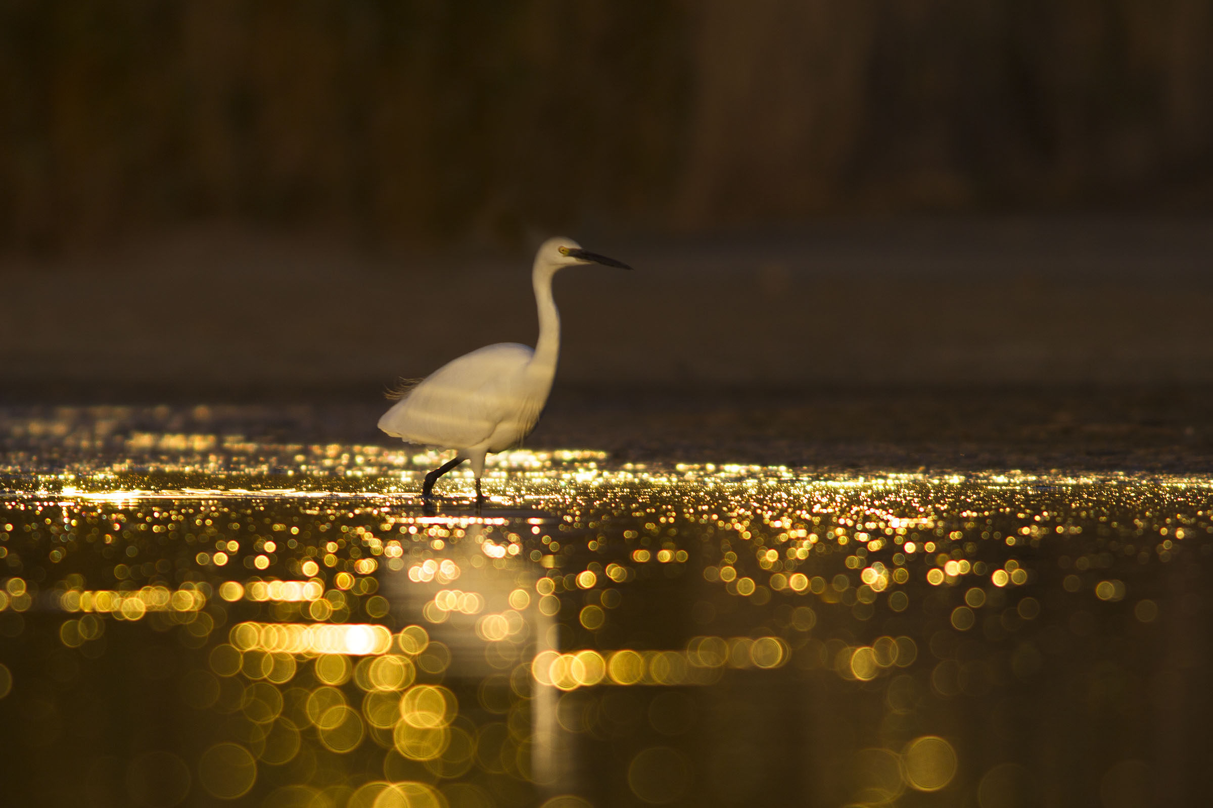 The magical sunset sun salutation