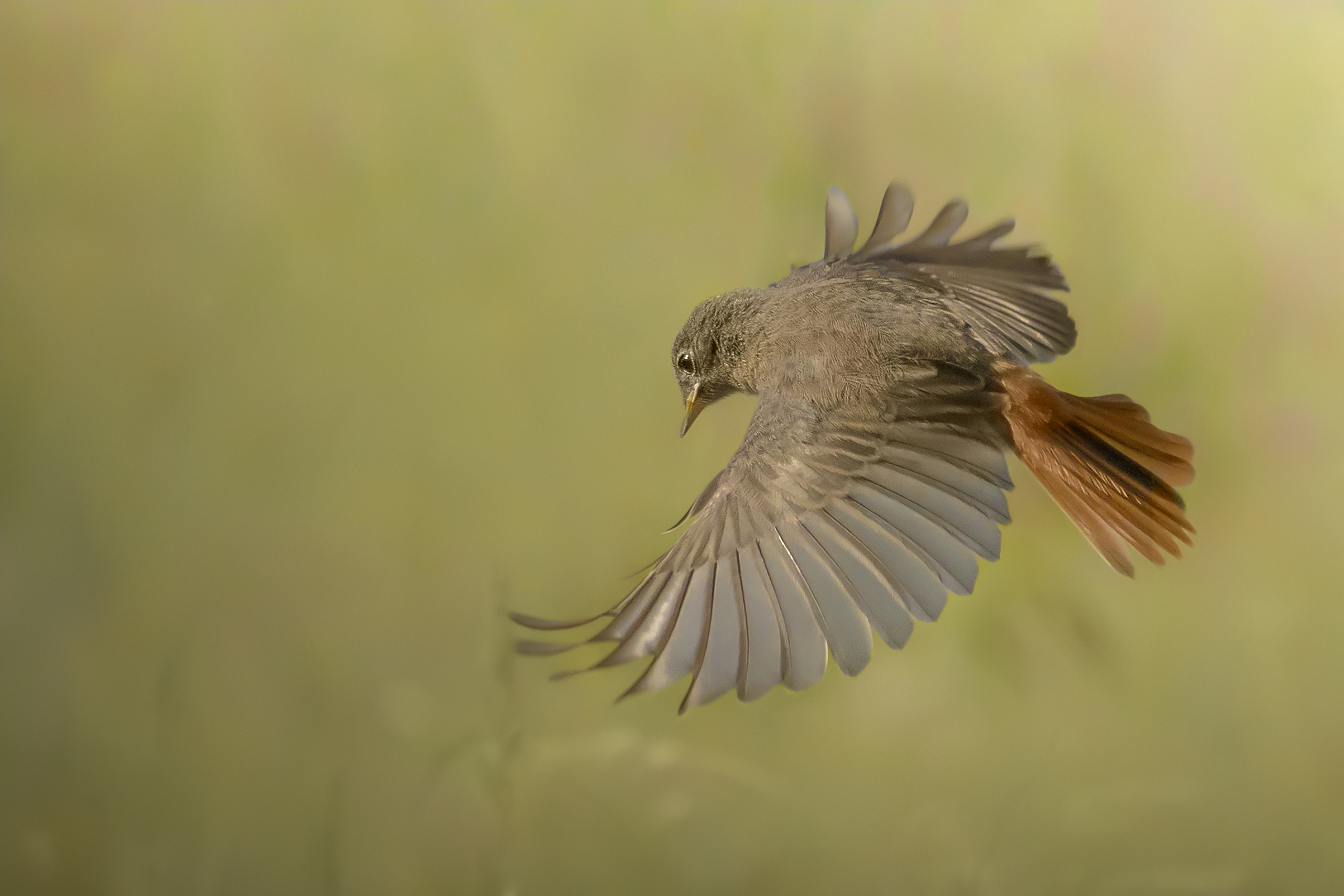 Coirosso fireplace sweep