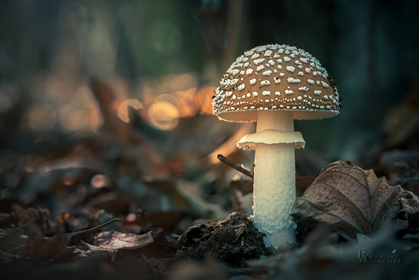 Amanita pantherina