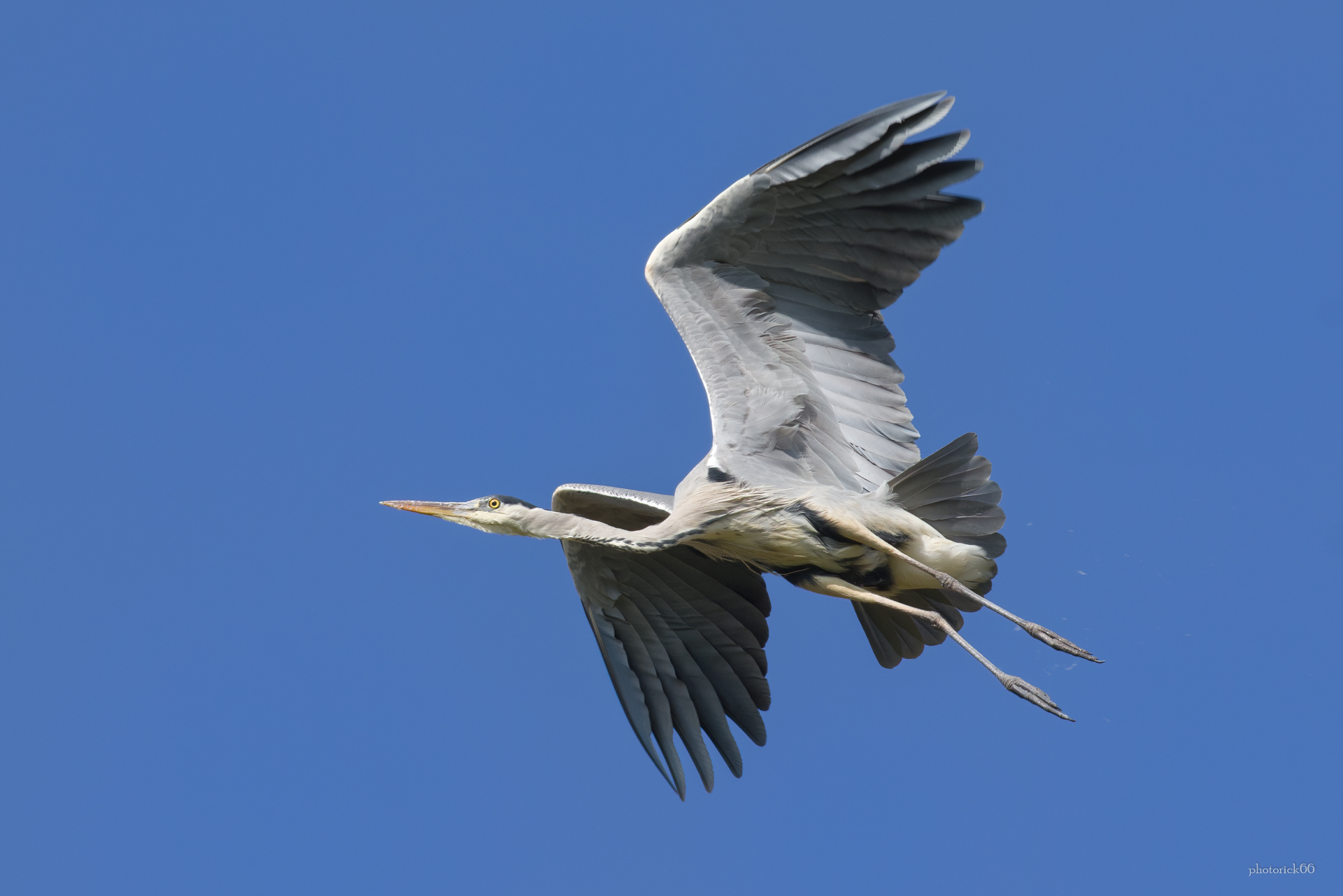 il Grigione (Airone Cenerino)