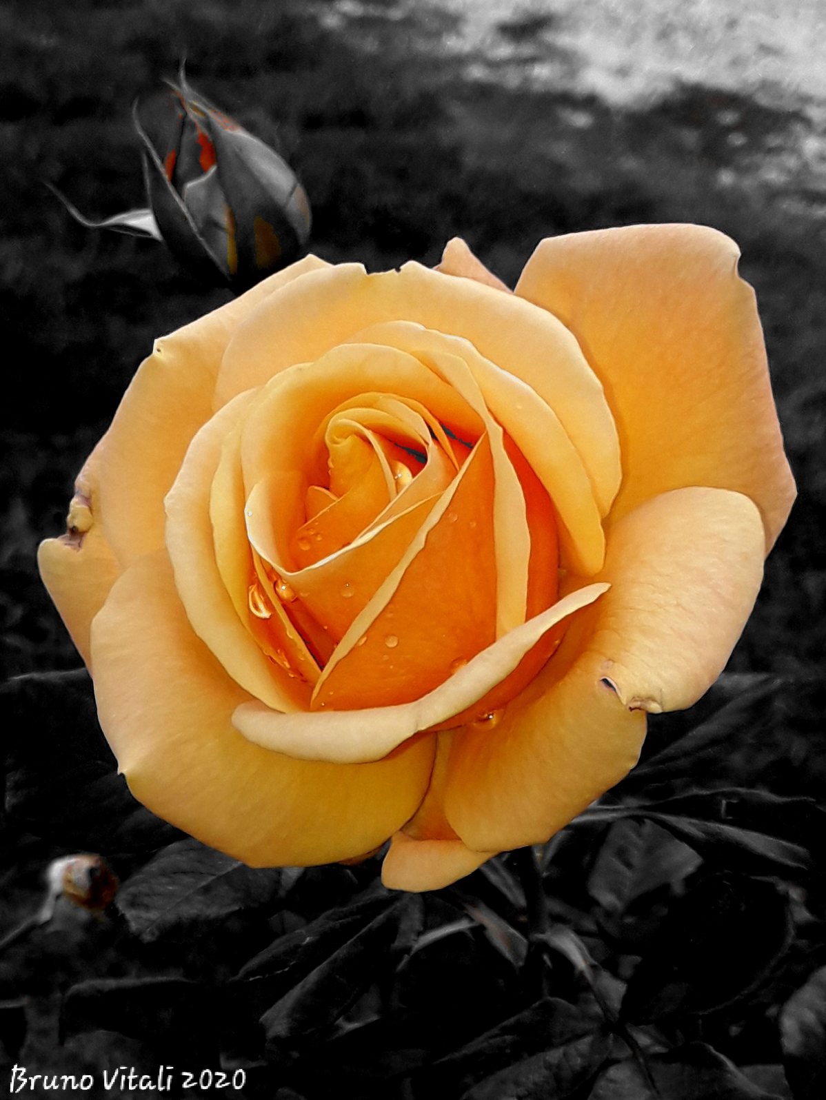 Nel Roseto di Nervi a Novembre