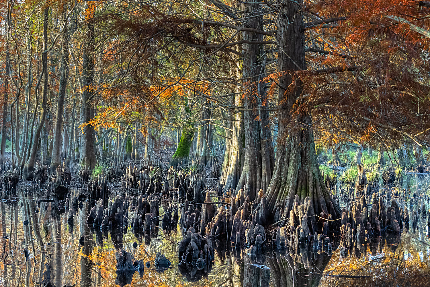 bald cypress trees