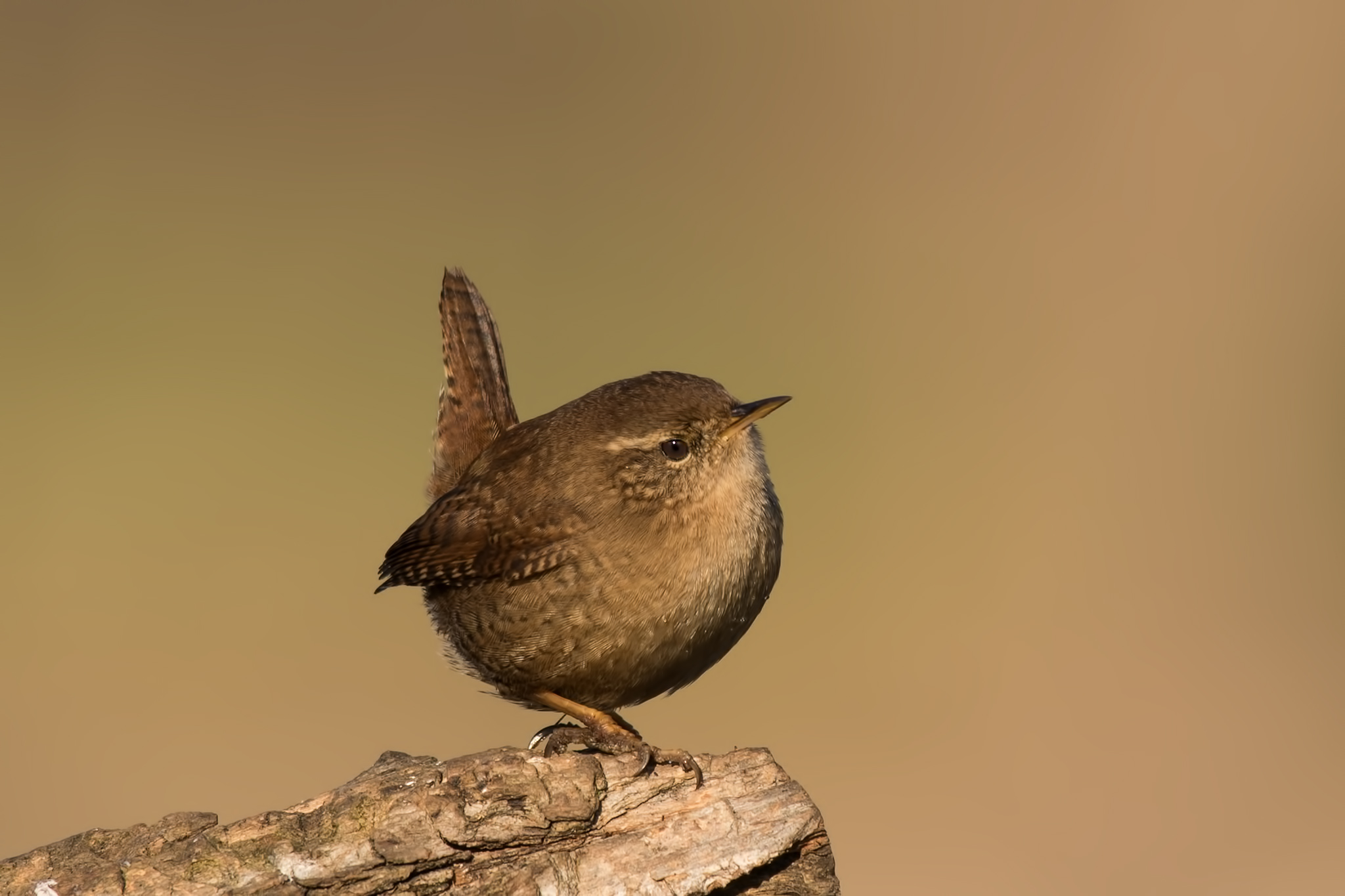 Scricciolo una piccola pallina di....piume
