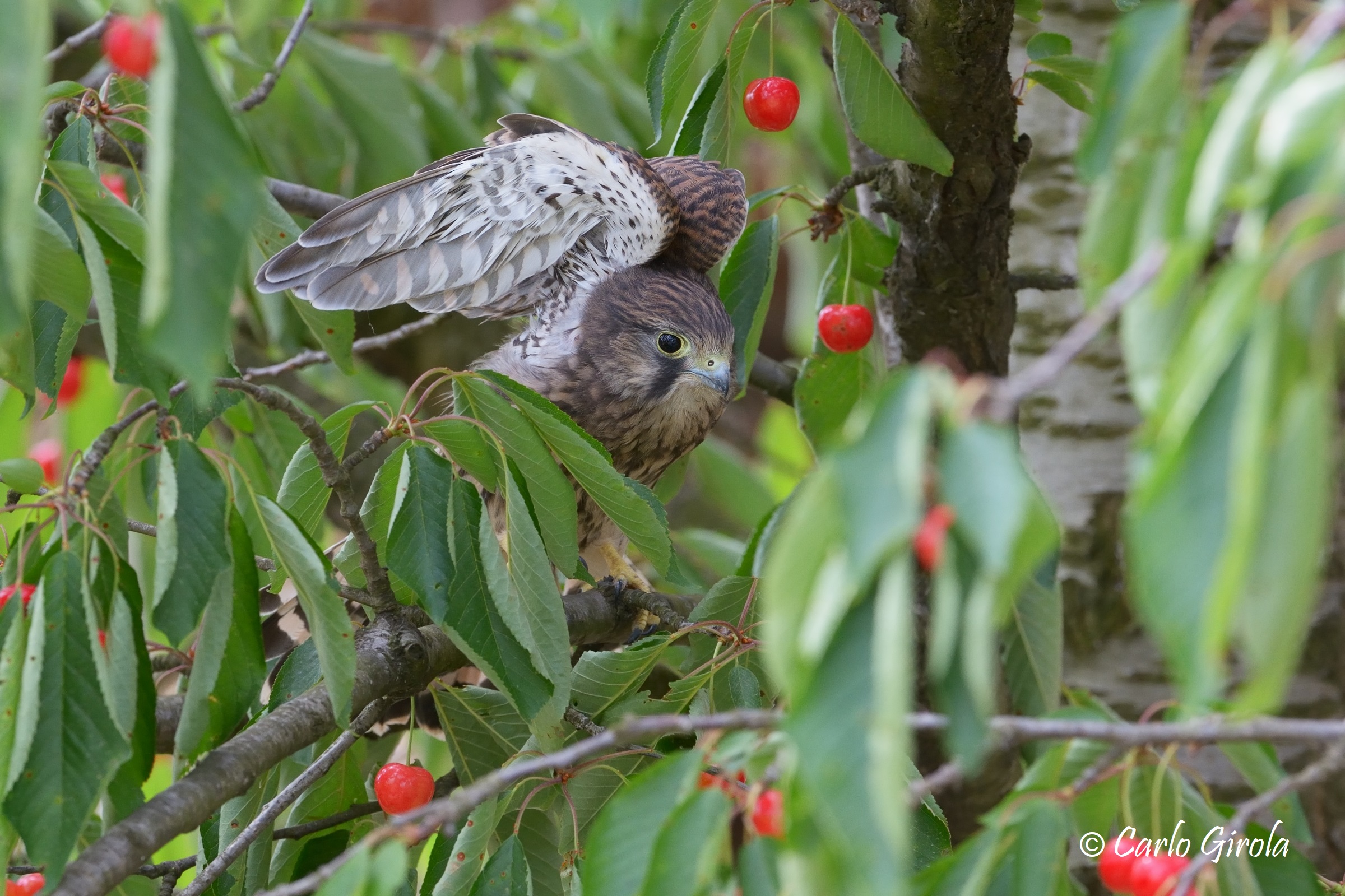 Gheppio (Falco tinniculus)