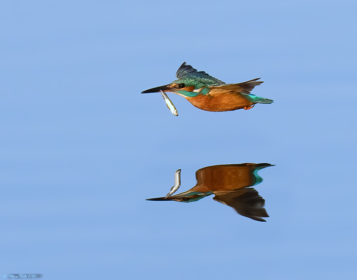 Kingfisher (Alcedo atthis)