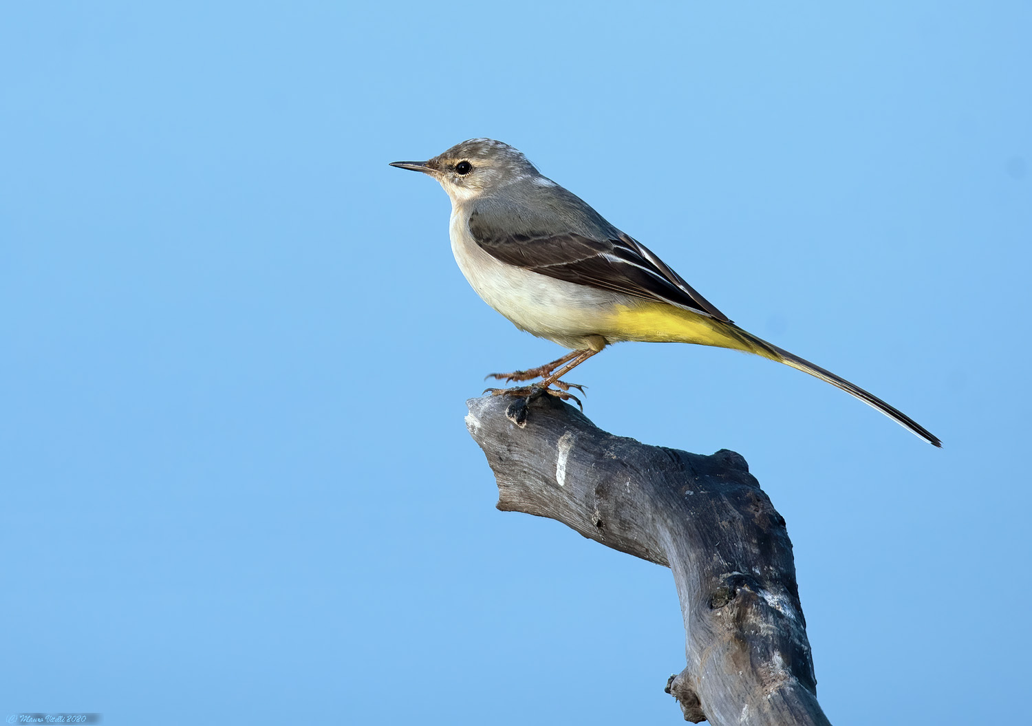 Yellow Ballerina (Motacilla cinerea)
