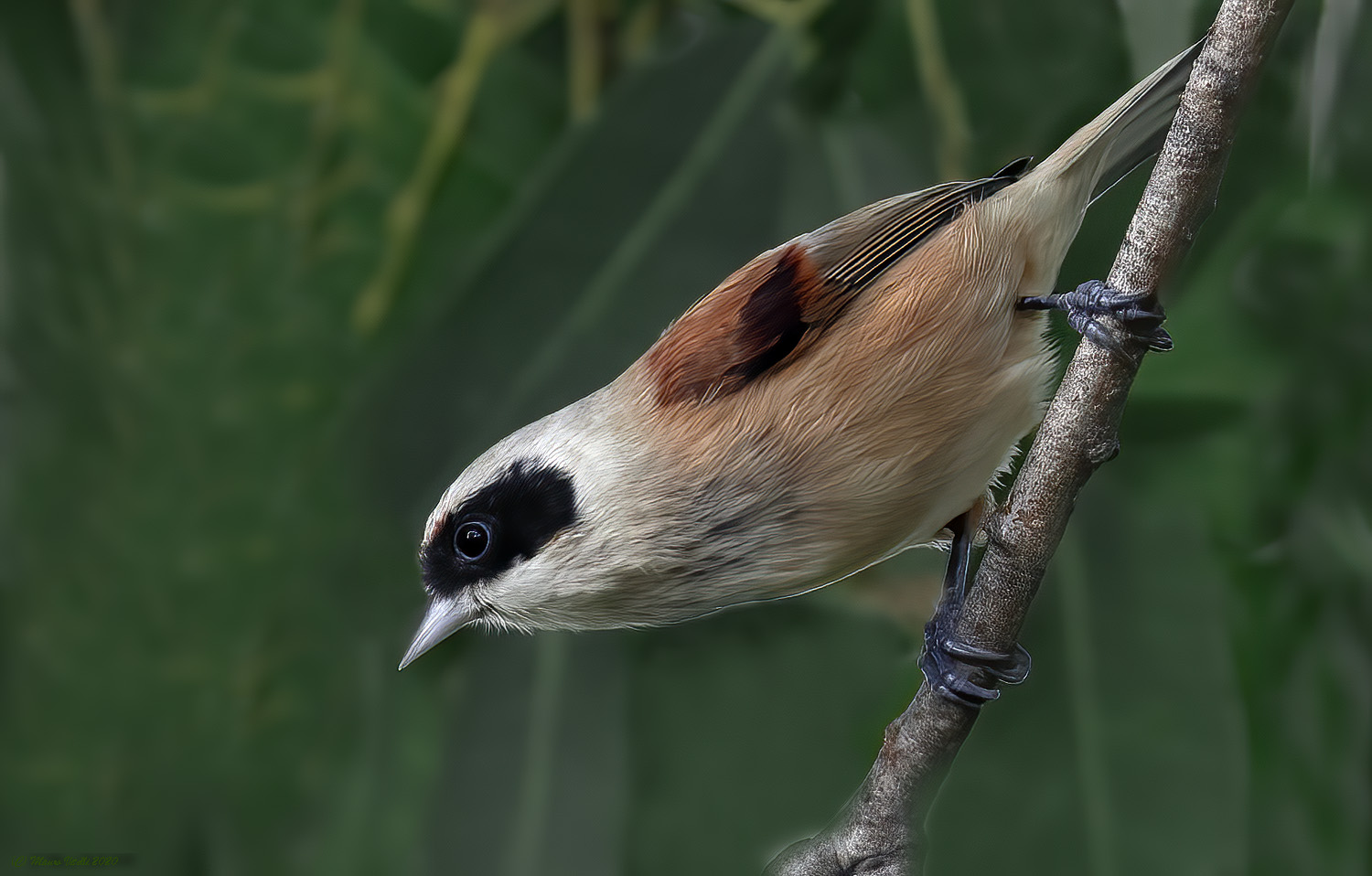 Pendulum (Remiz pendulinus)