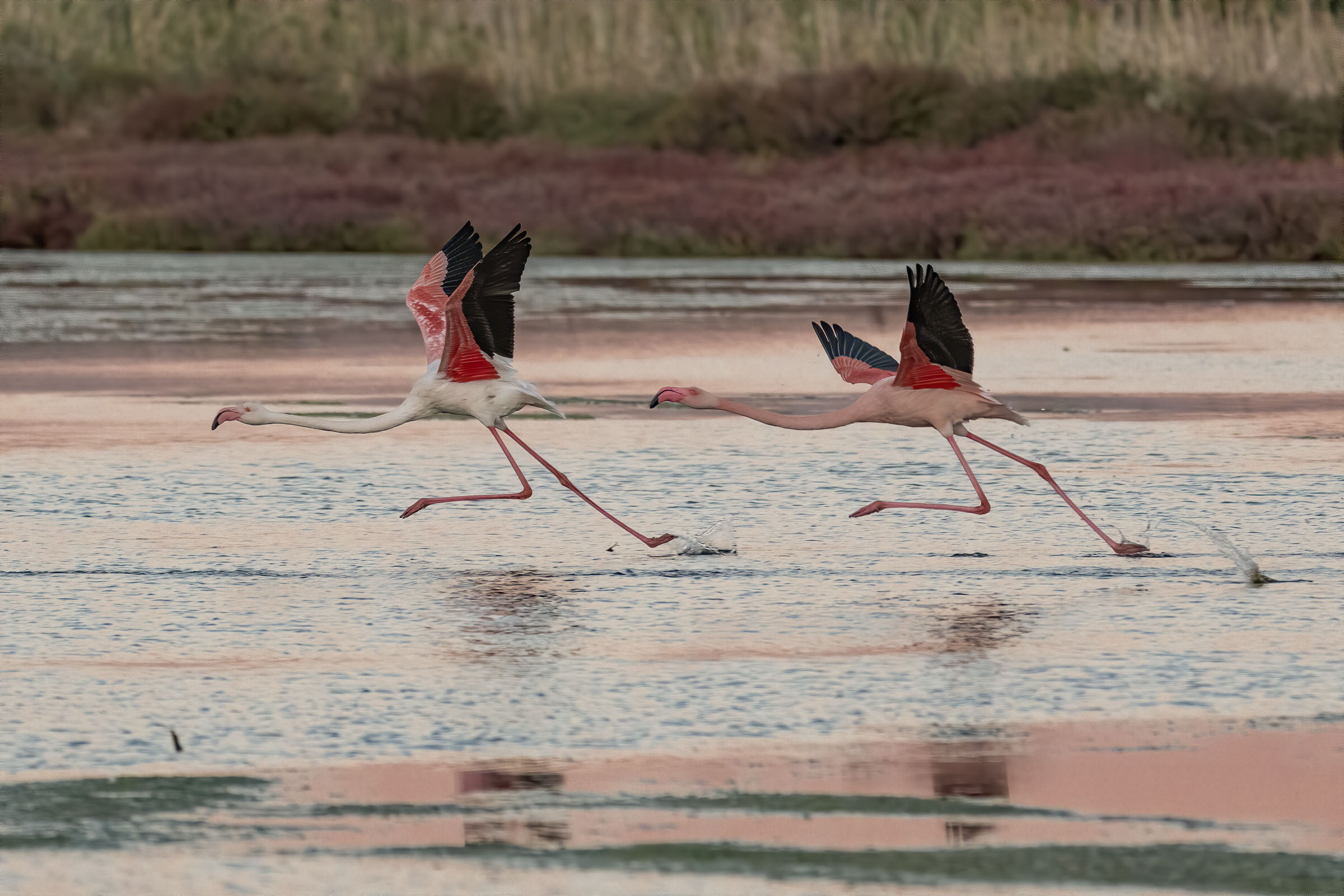 Shall we take flight?