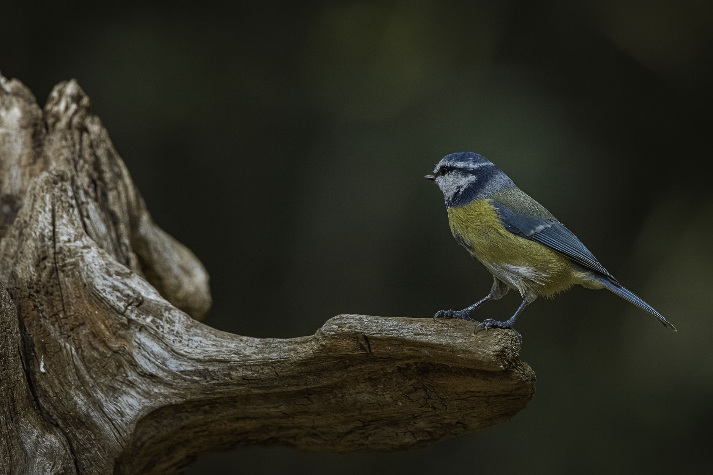 la cinciarella sul posatoio