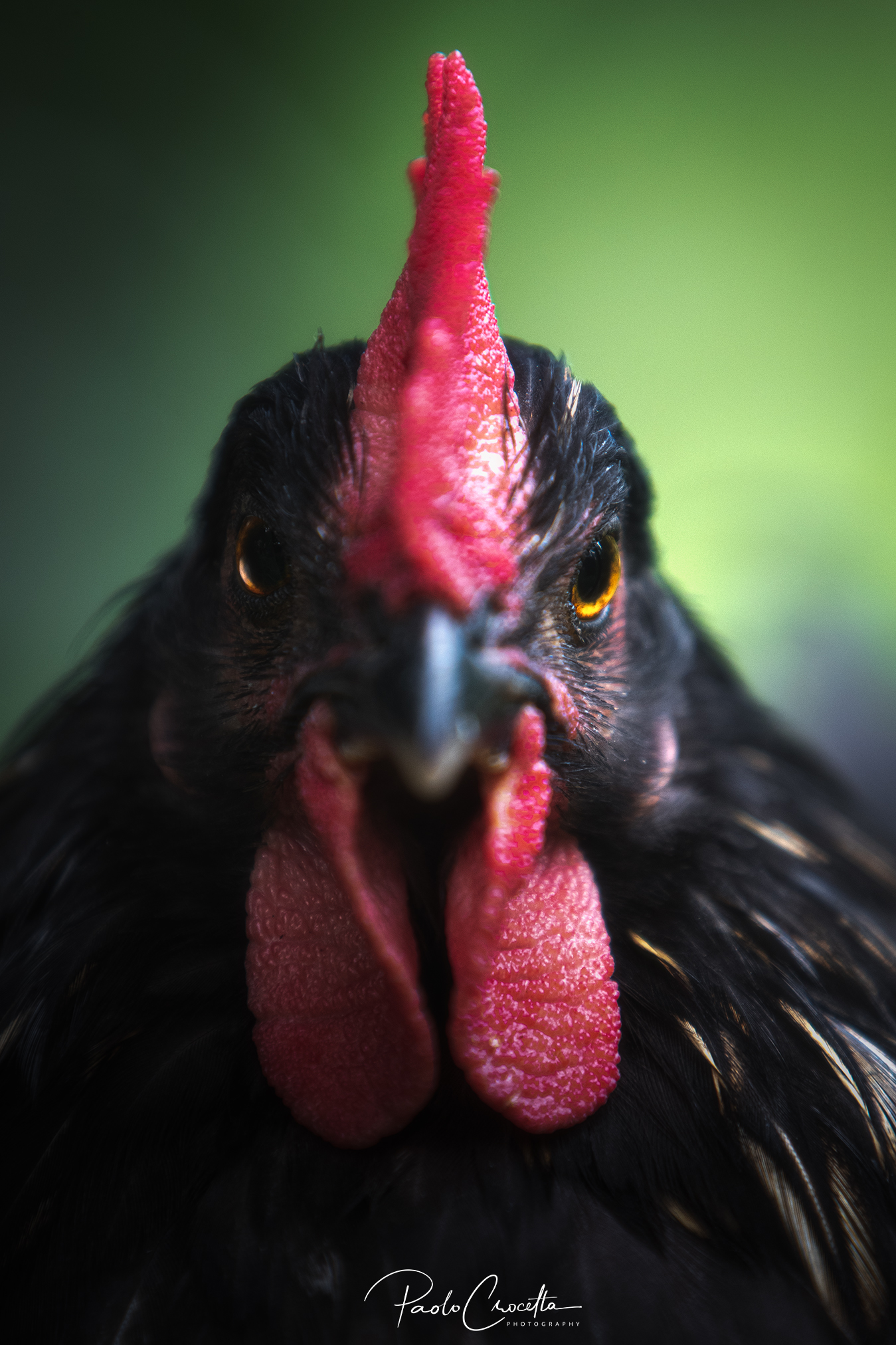 Chicken portrait