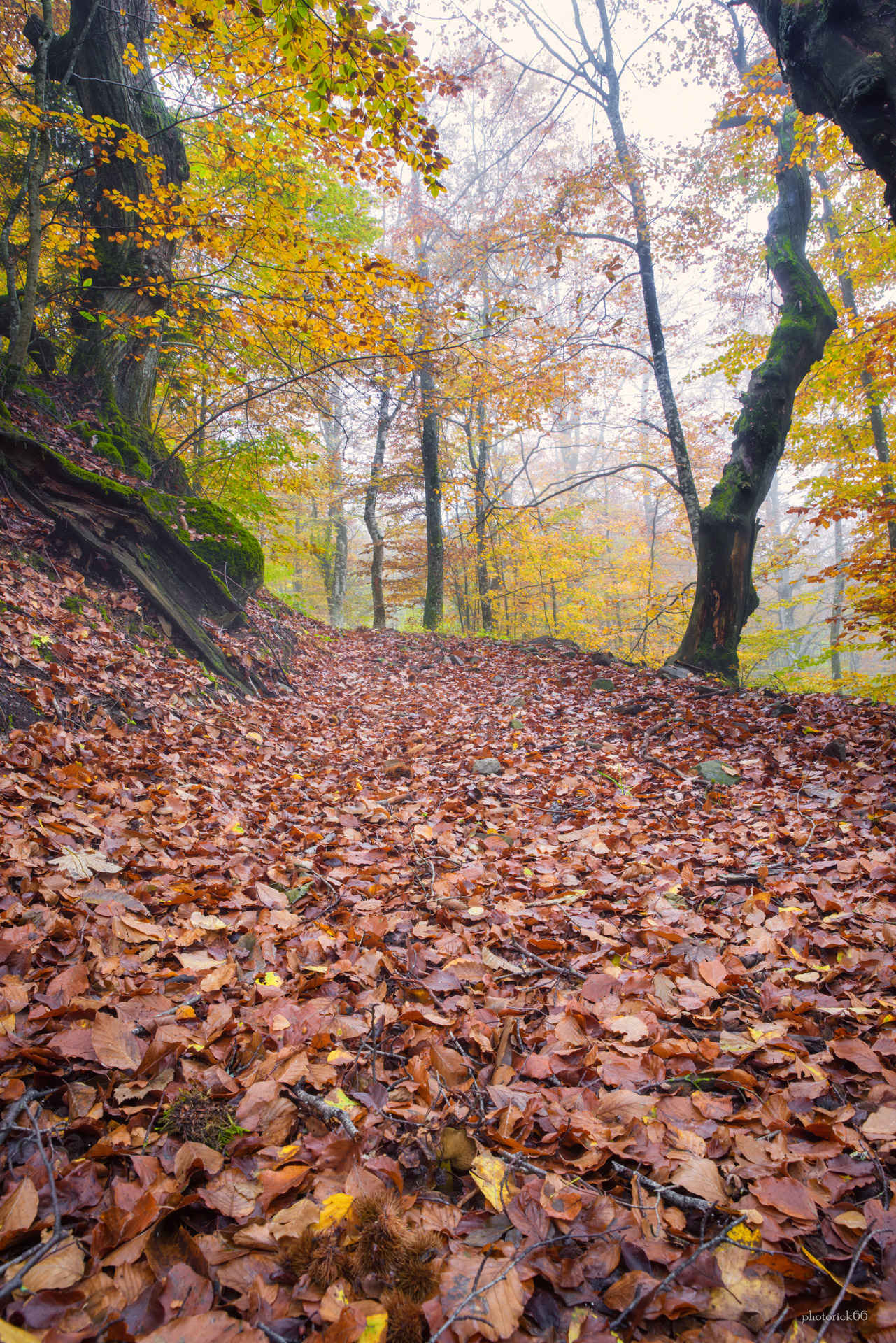 la strada nel bosco
