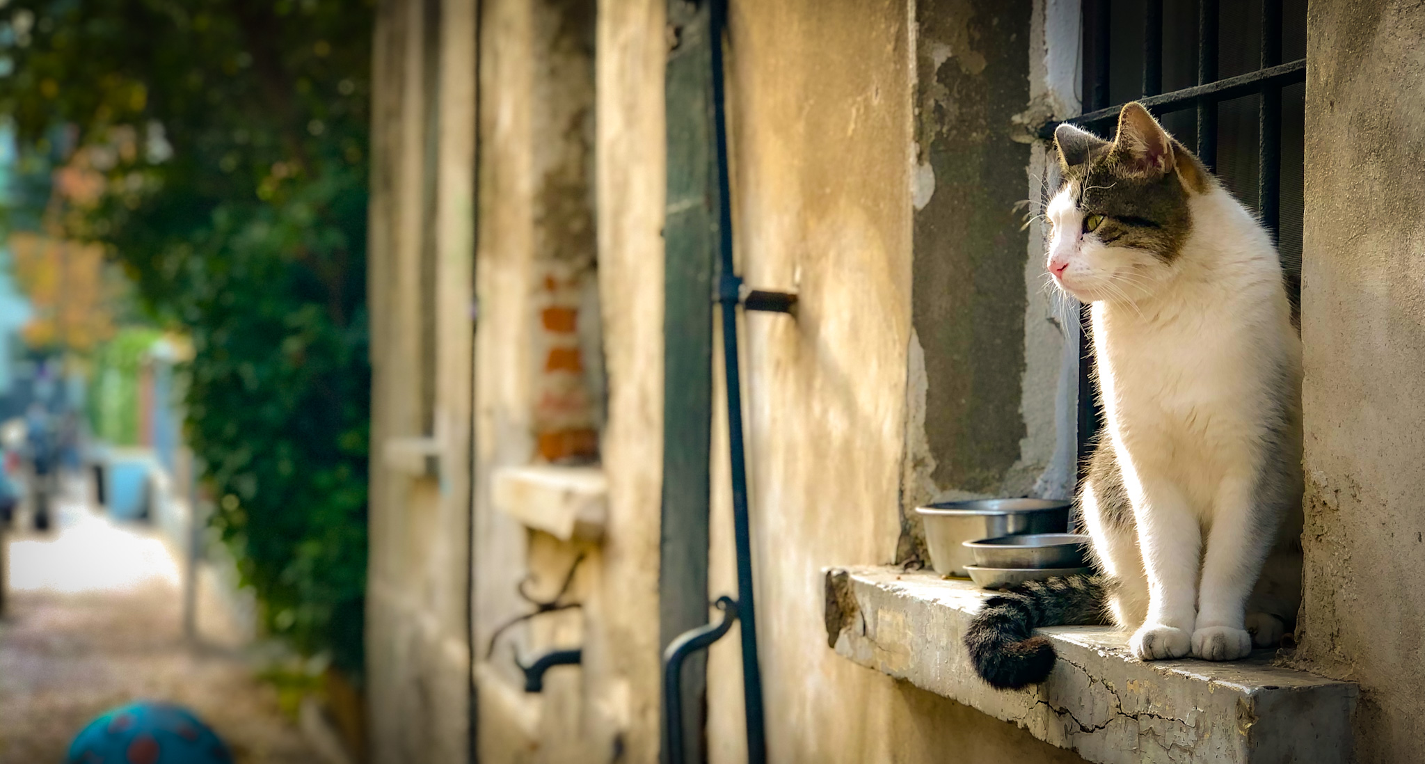 Feline Milan