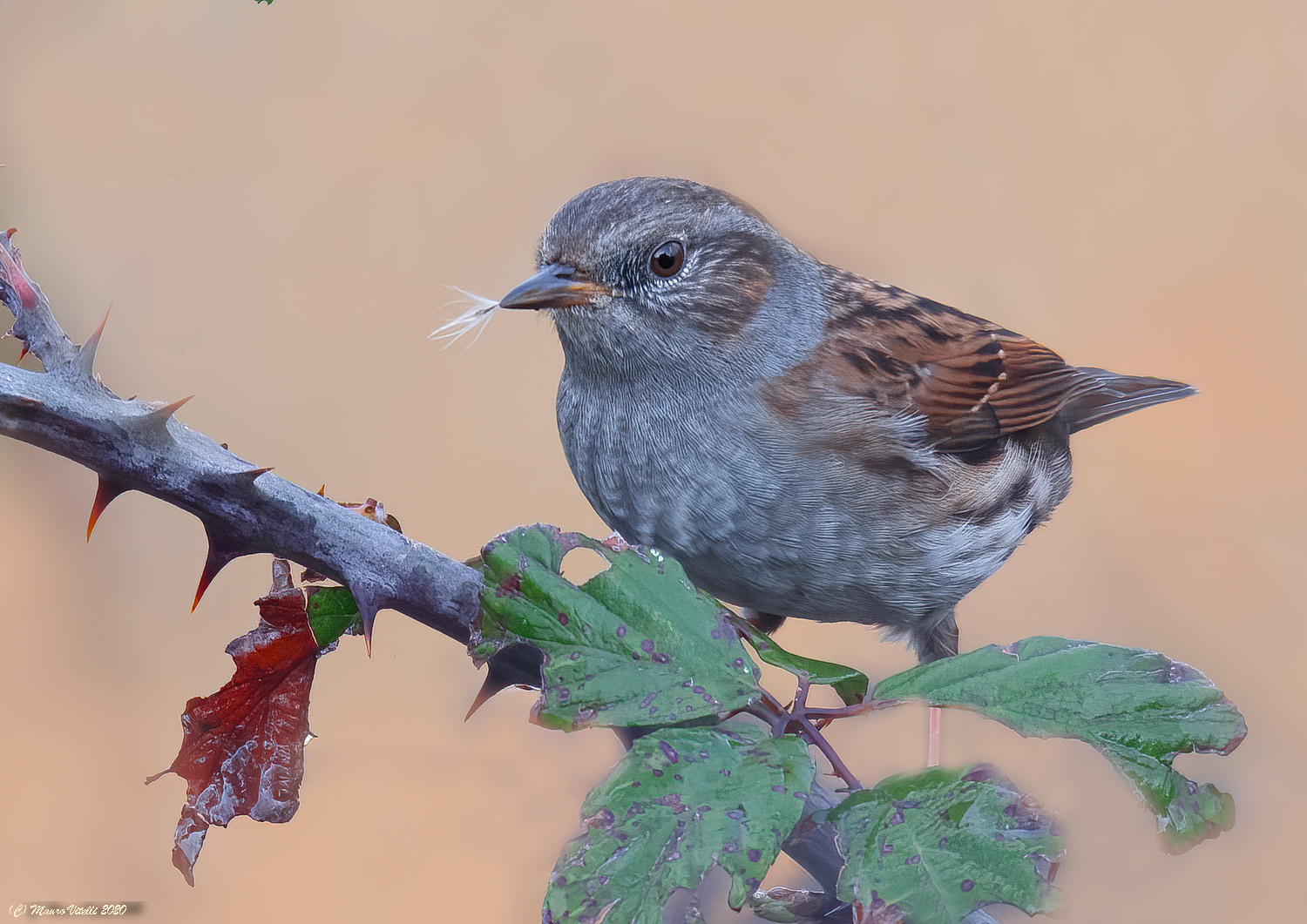 Flounder scopaiola (Prunella modularis)
