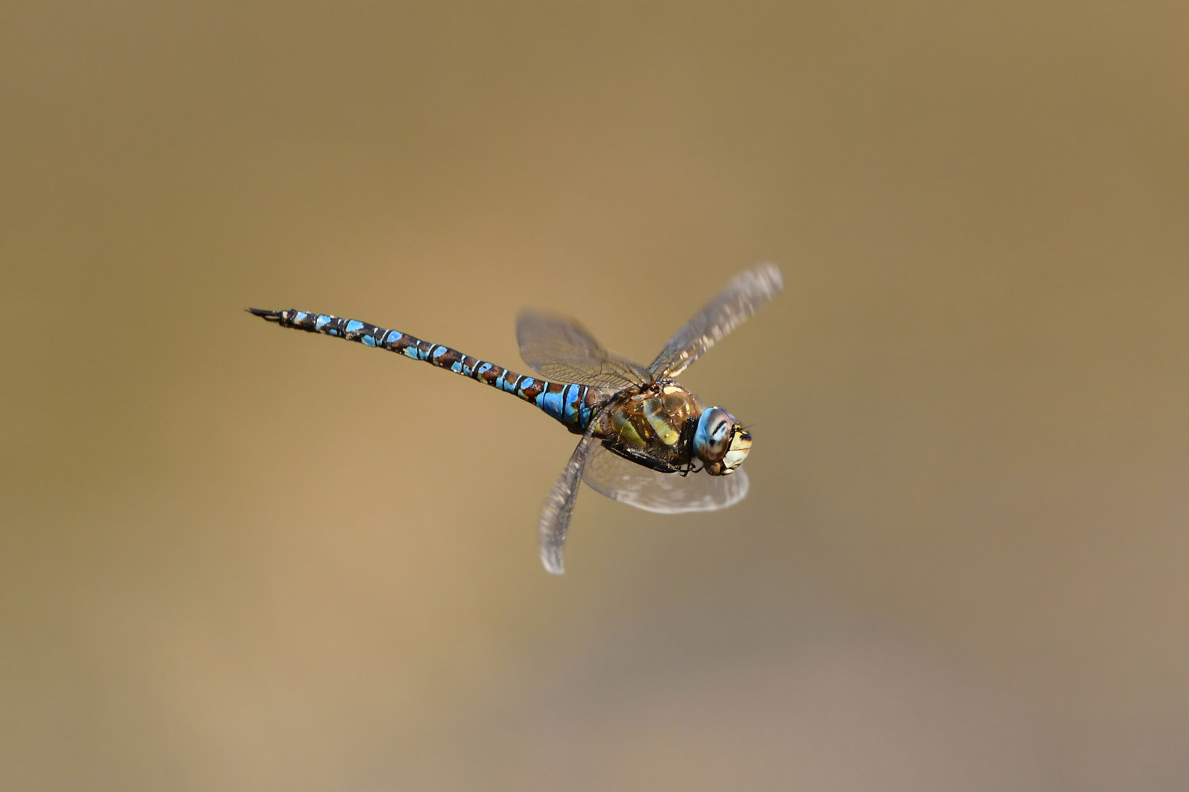 Libellula in volo