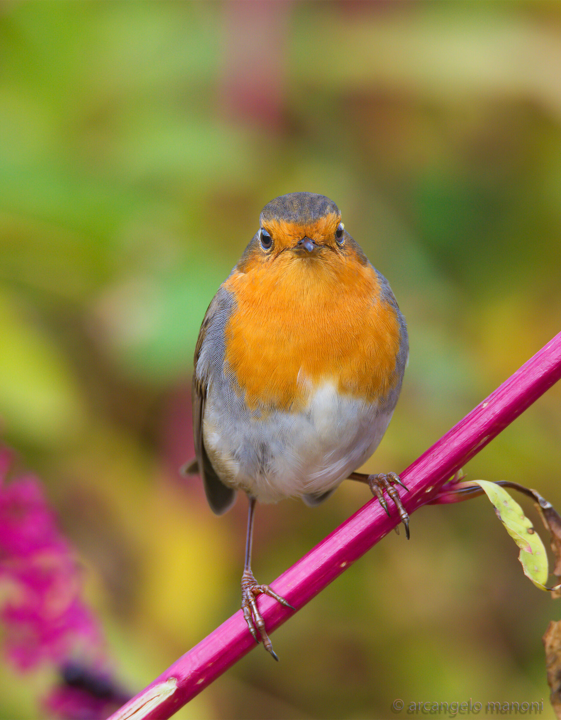 Robin in panoramic view