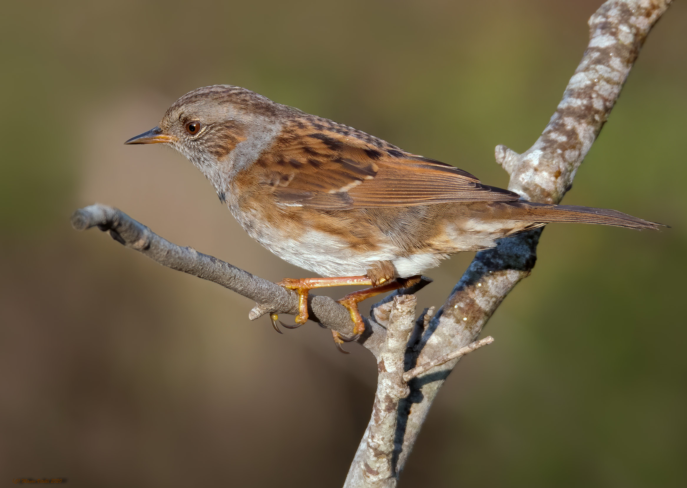 Flounder scopaiola (Prunella modularis)