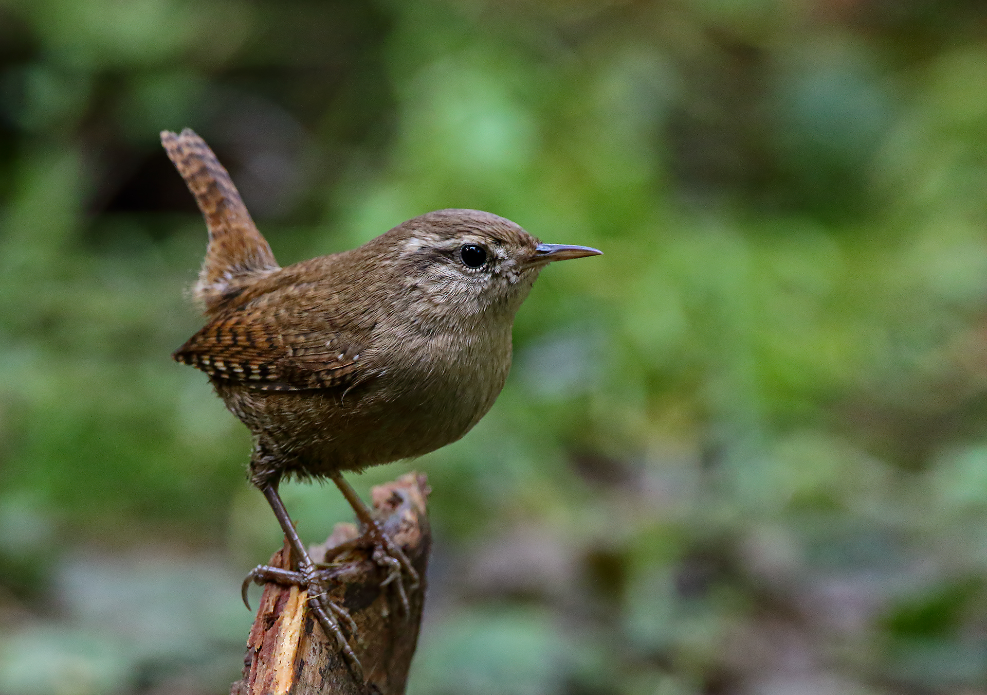 Wren