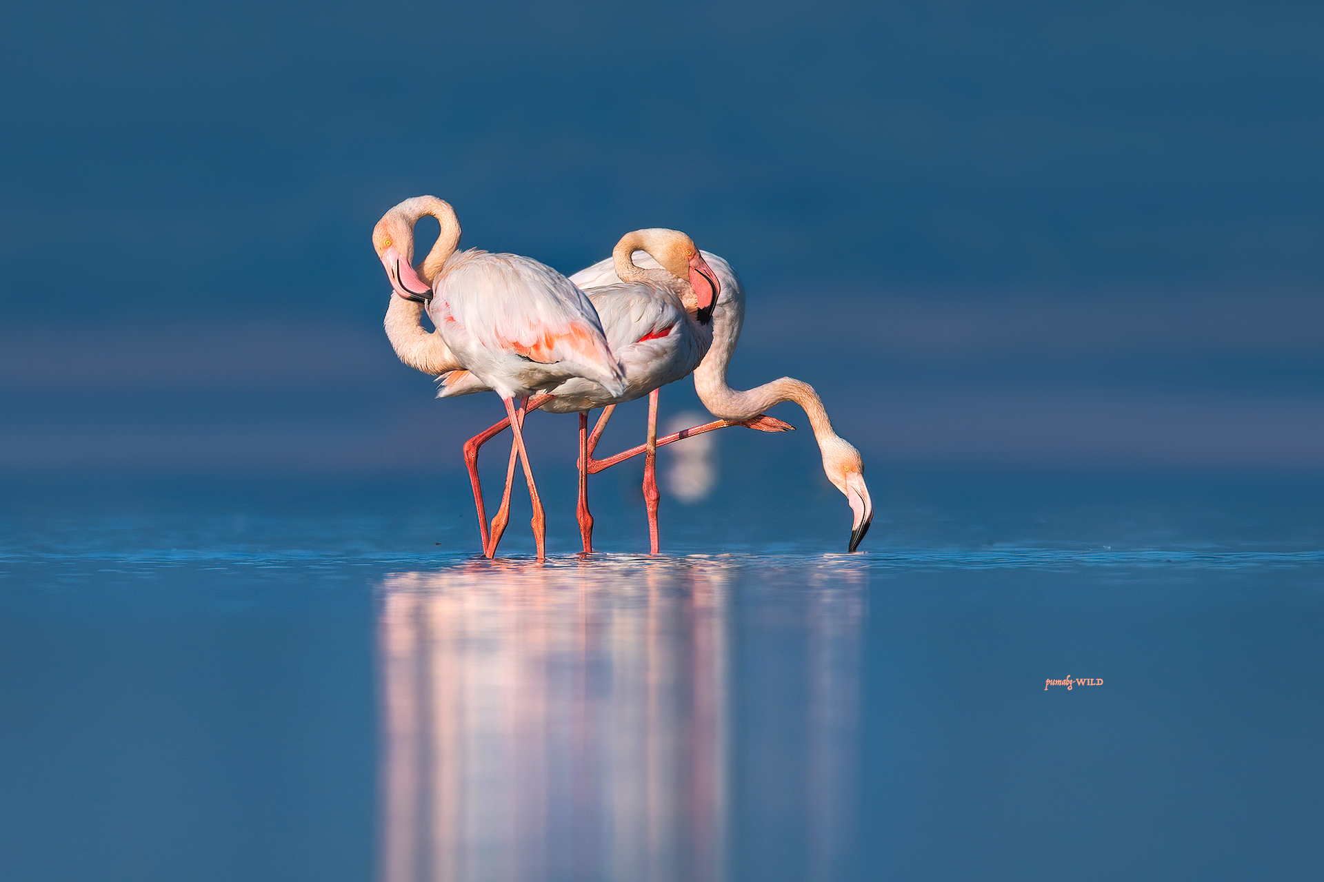 Scultura di fenicotteri