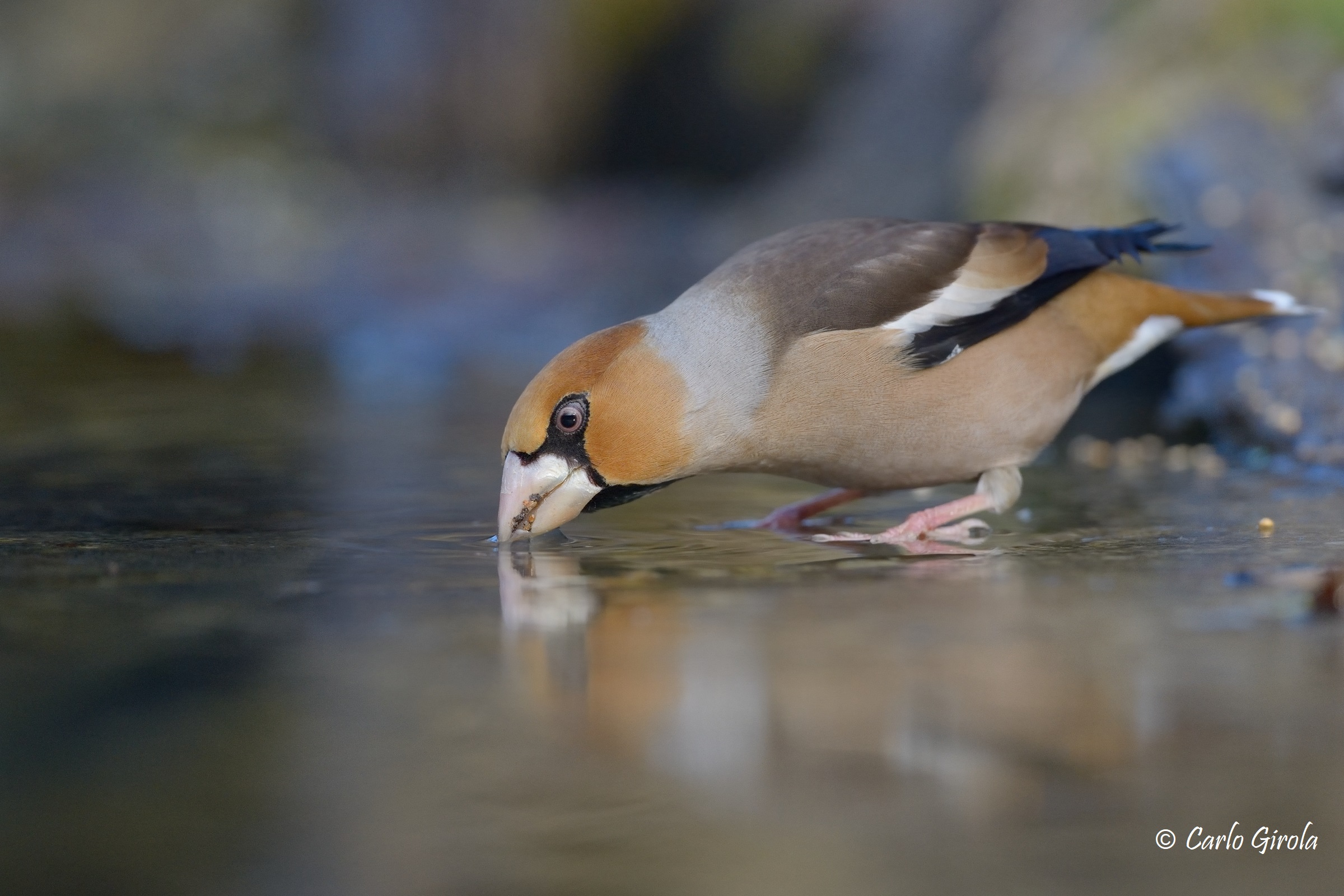Frosone (Coccothraustes coccothraustes)