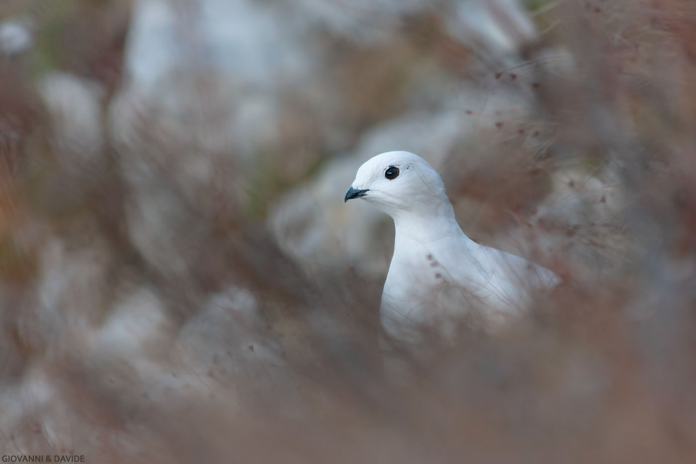 ...un futuro incerto...
