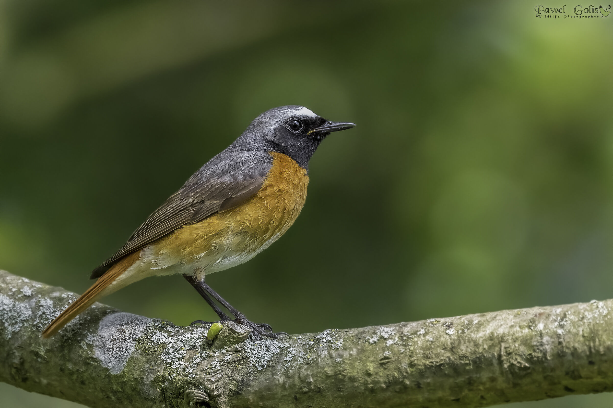 Redstart comune (Phoenicurus phoenicurus)
