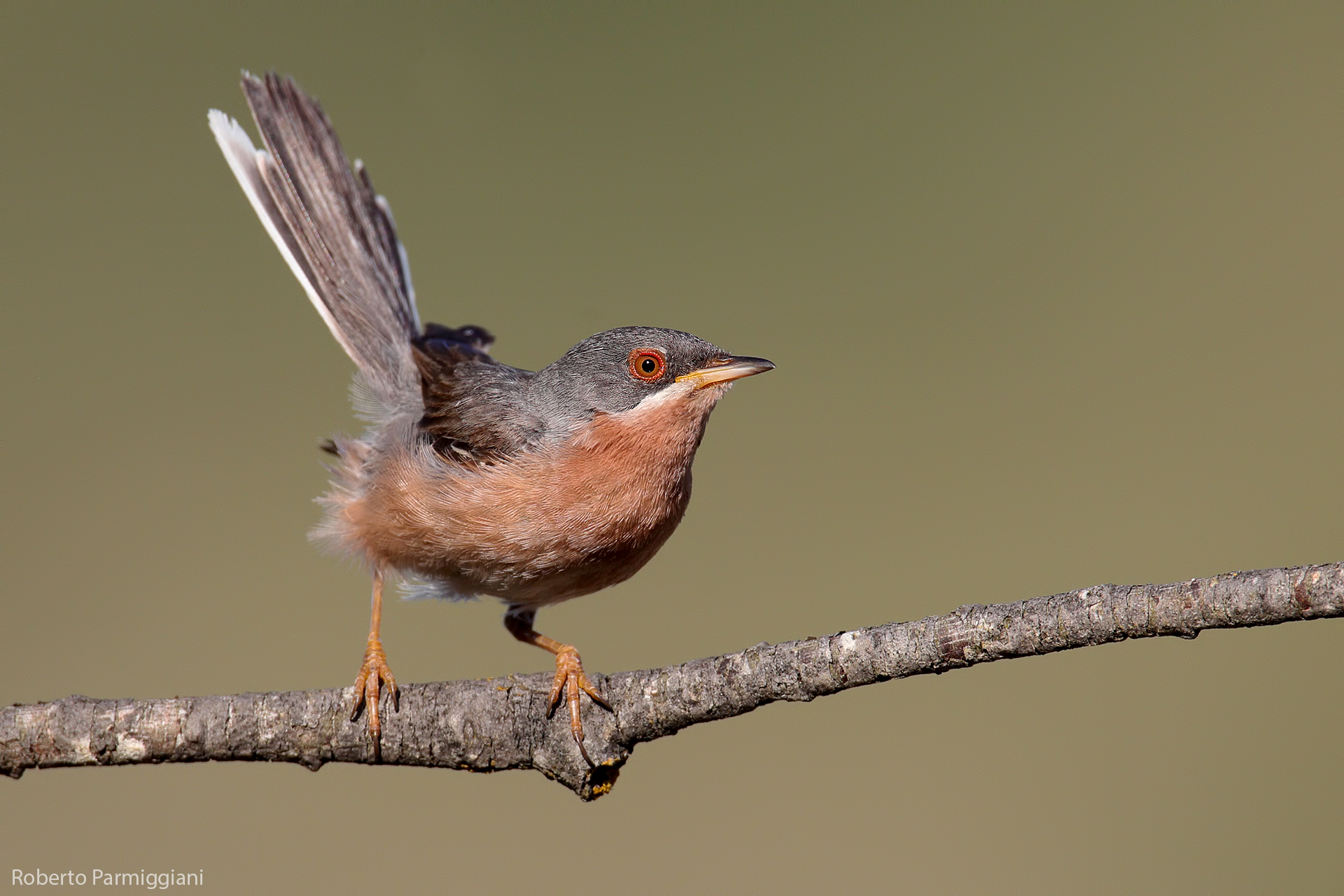 Sterpazzolina di Moltoni