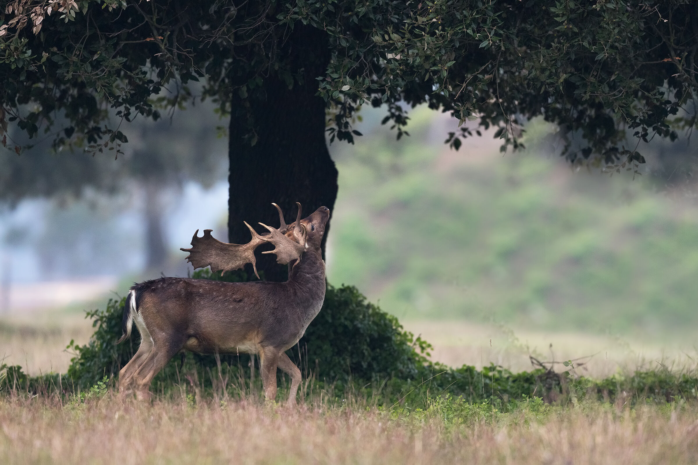 Looking for the right leaf ...
