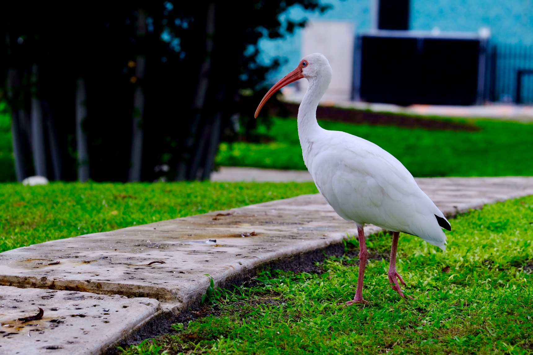 Ibis Bianco from Miami