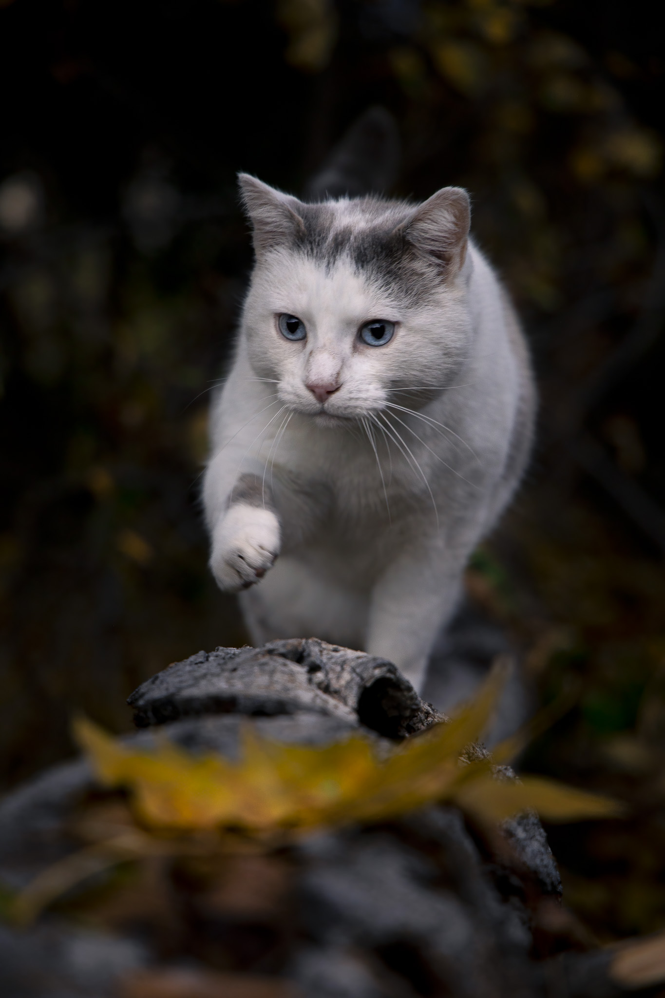 The Cat in the Woods