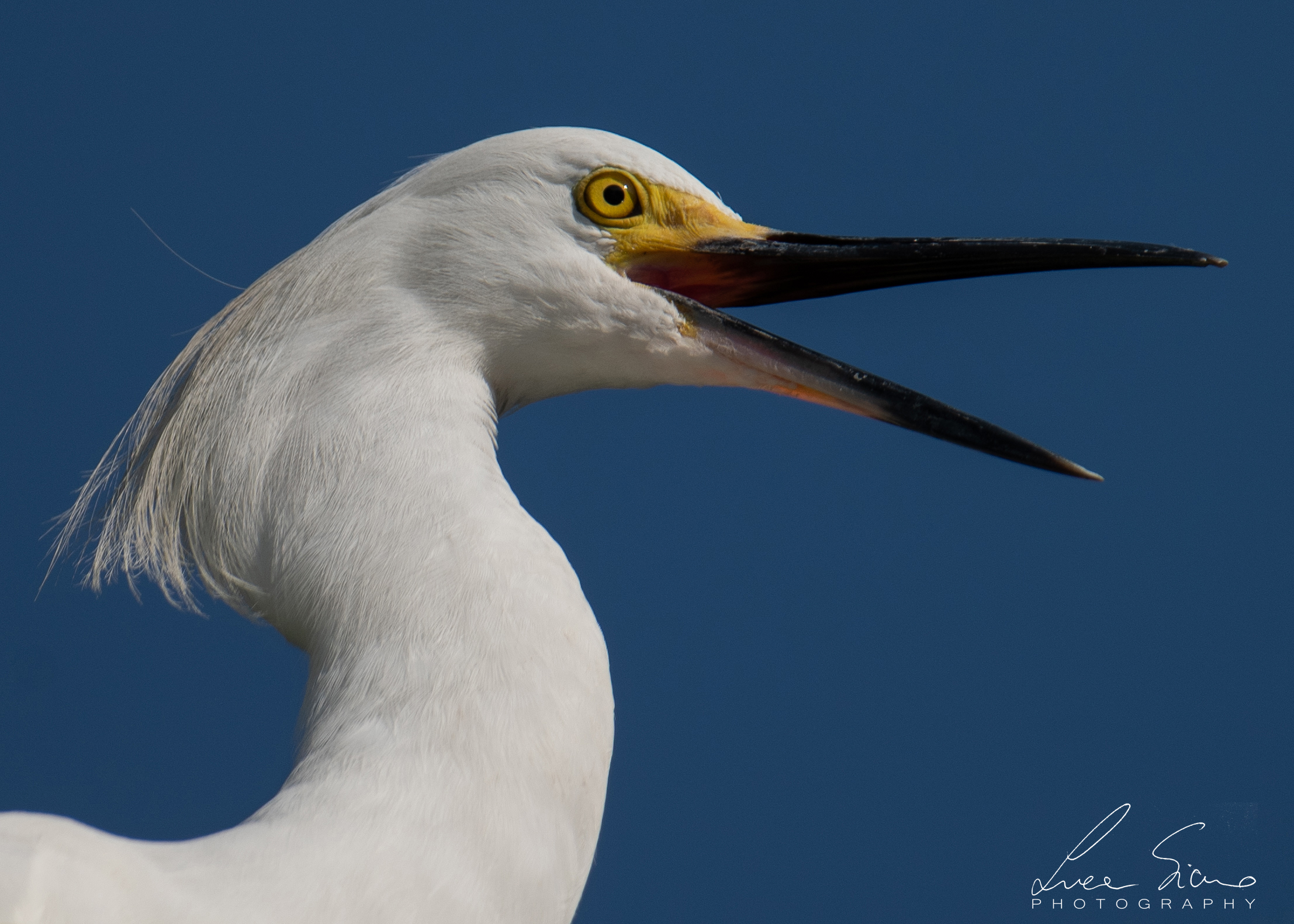Egretta thula or Egret nivea