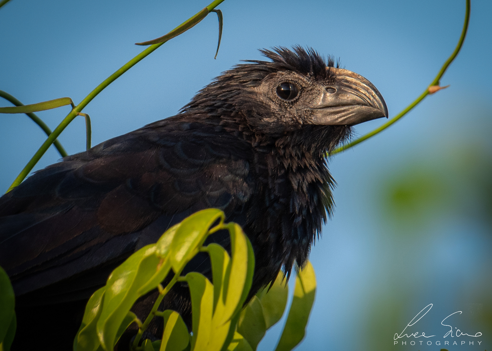 Crotophaga sulcirostris o Ani beccosolcato