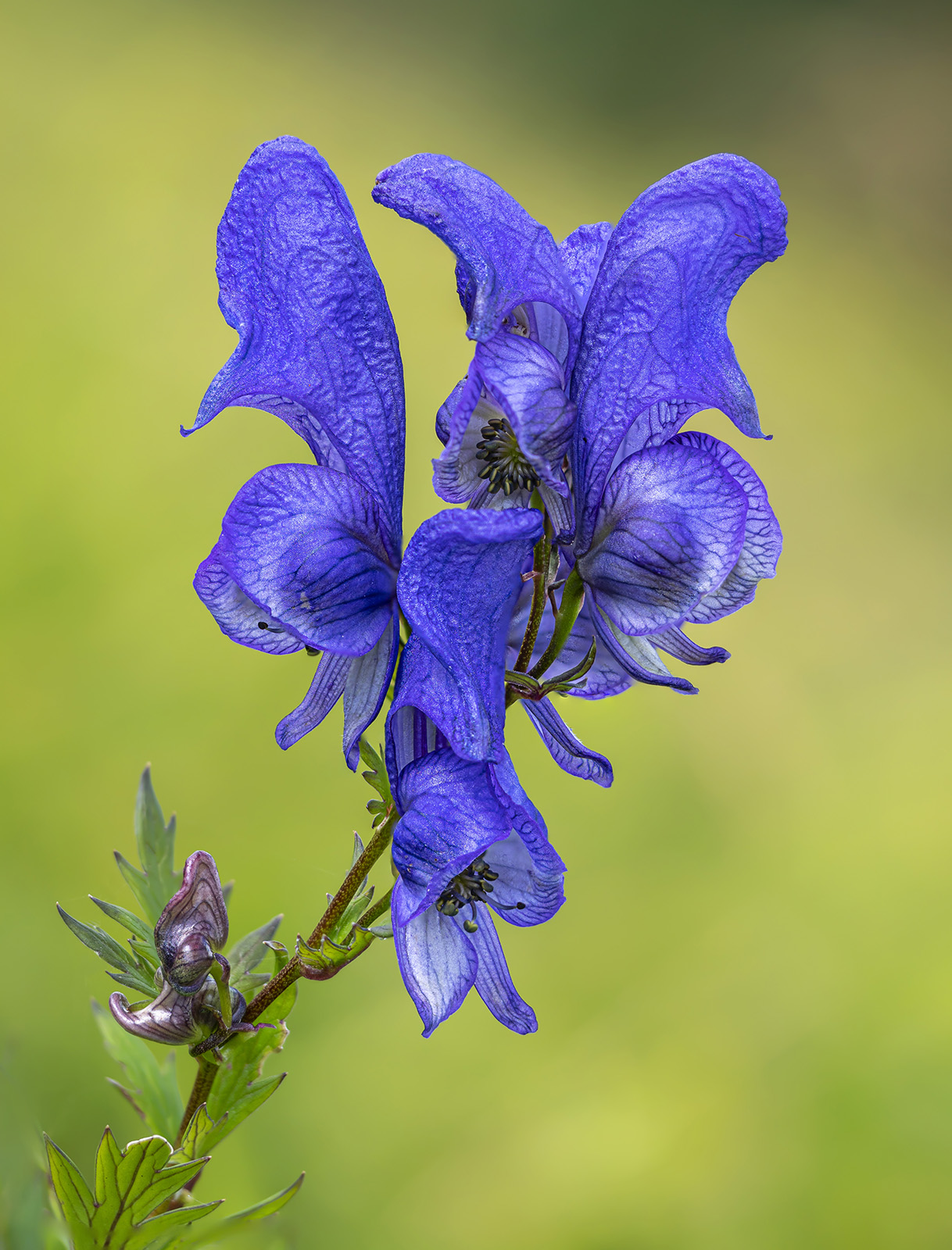 Variegatum's aconitum