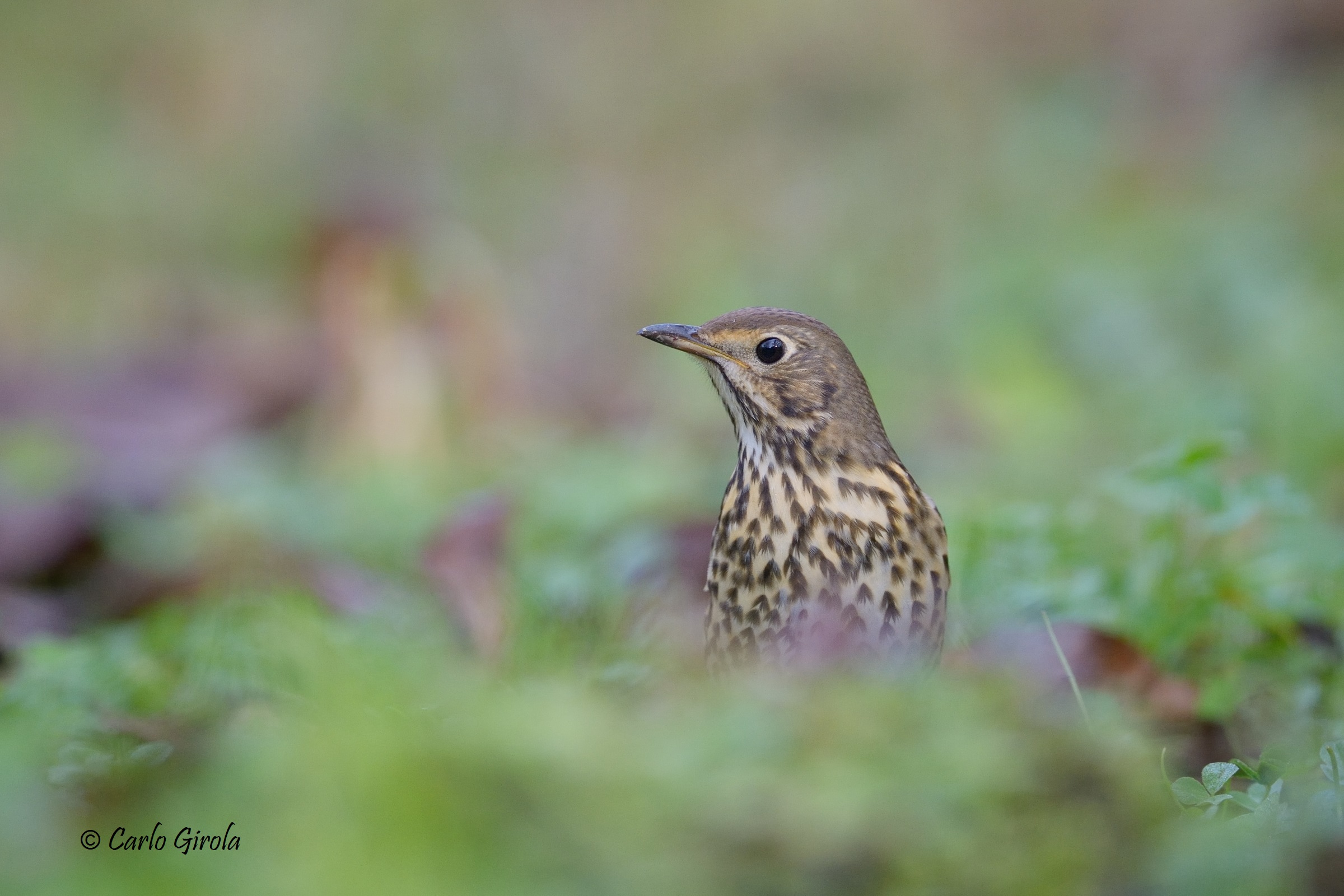 Thrush (Turdus philomelos)