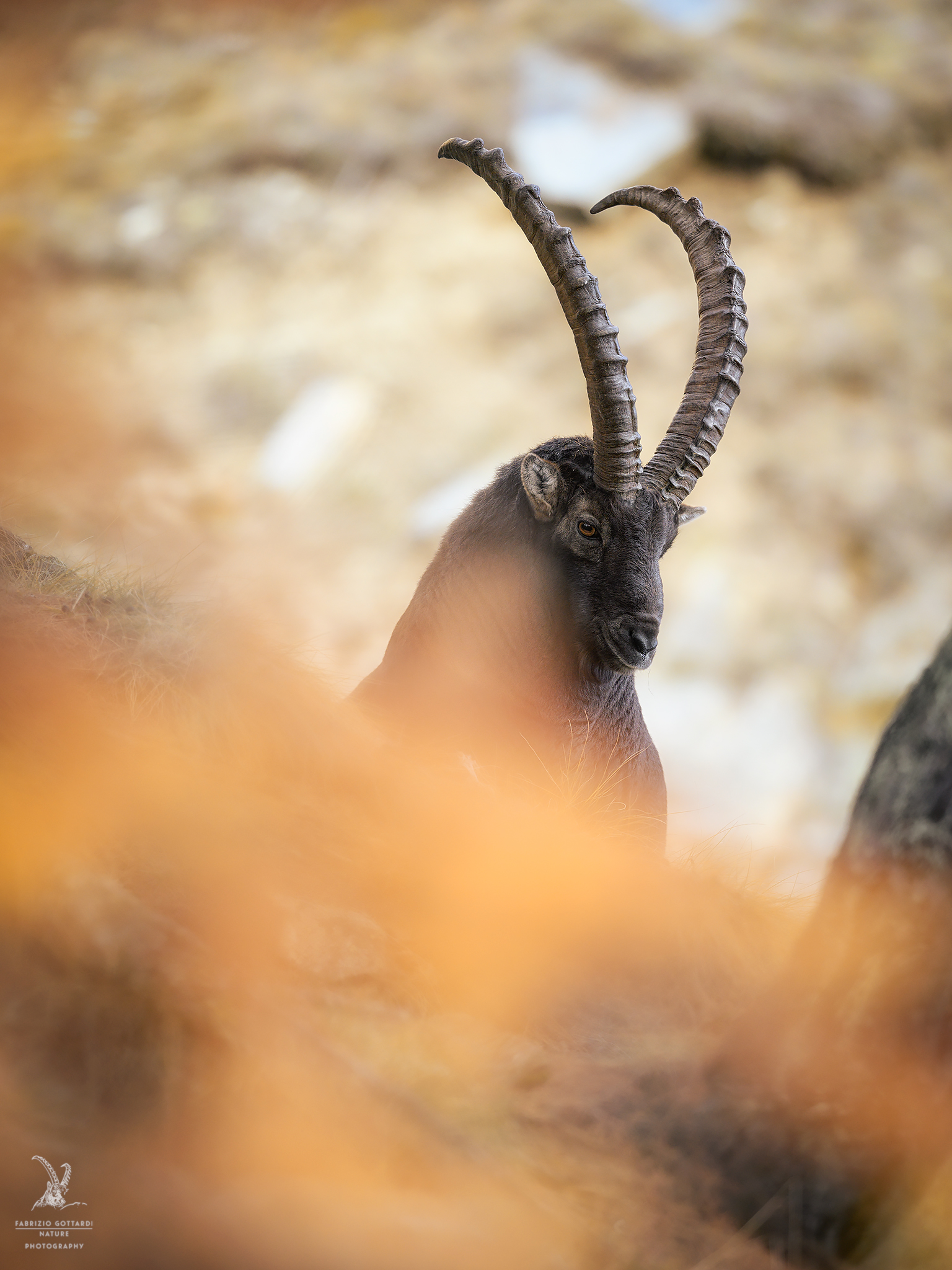 Siesta among the Larches