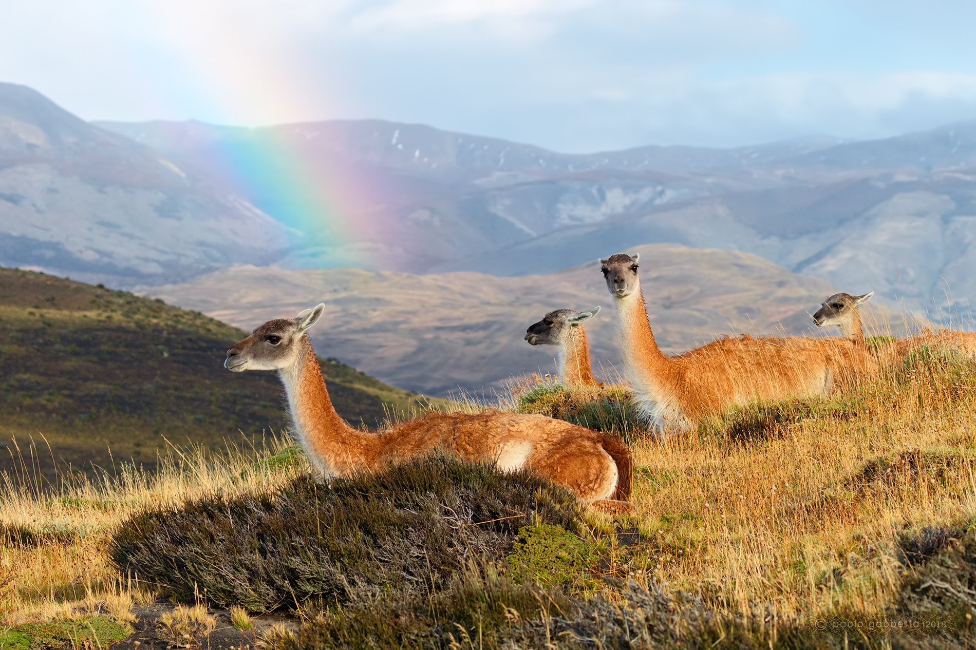 Guanachi