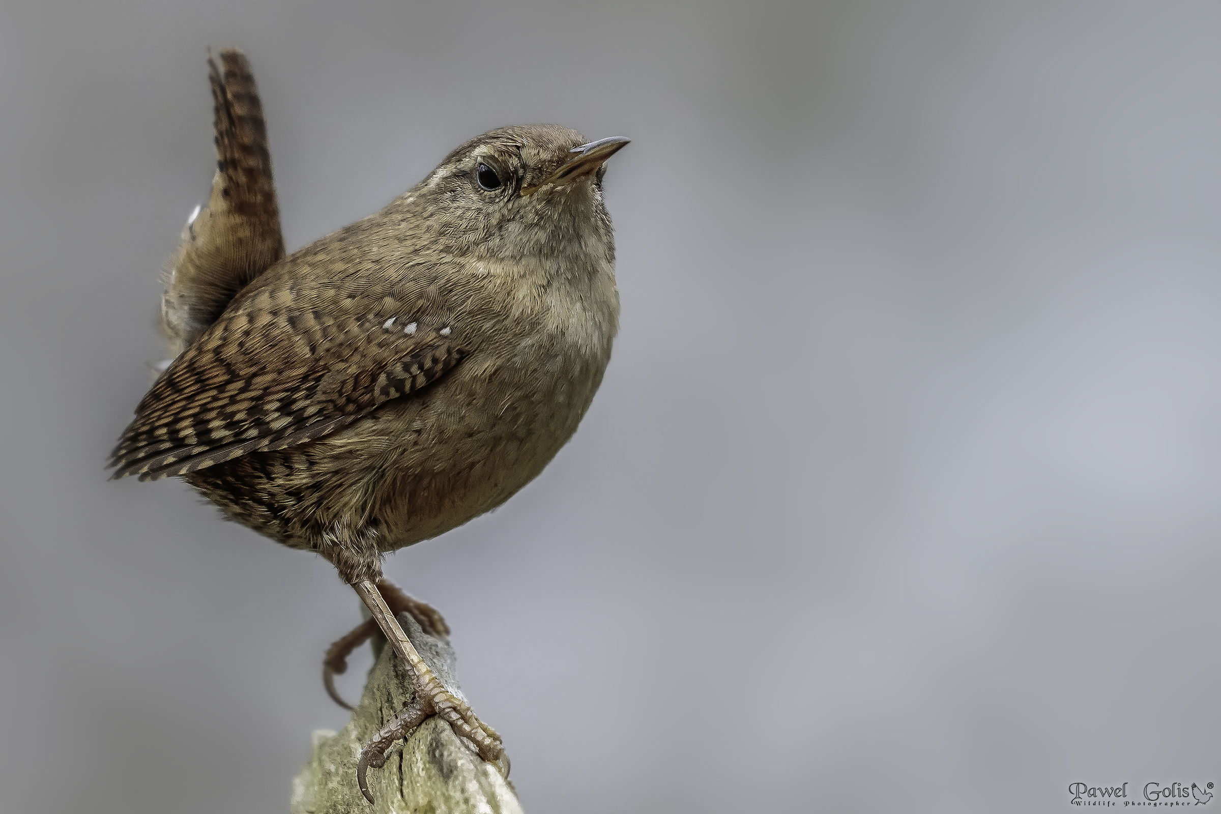 Ppa Eurasiatica ( Trogloditi trogloditi)