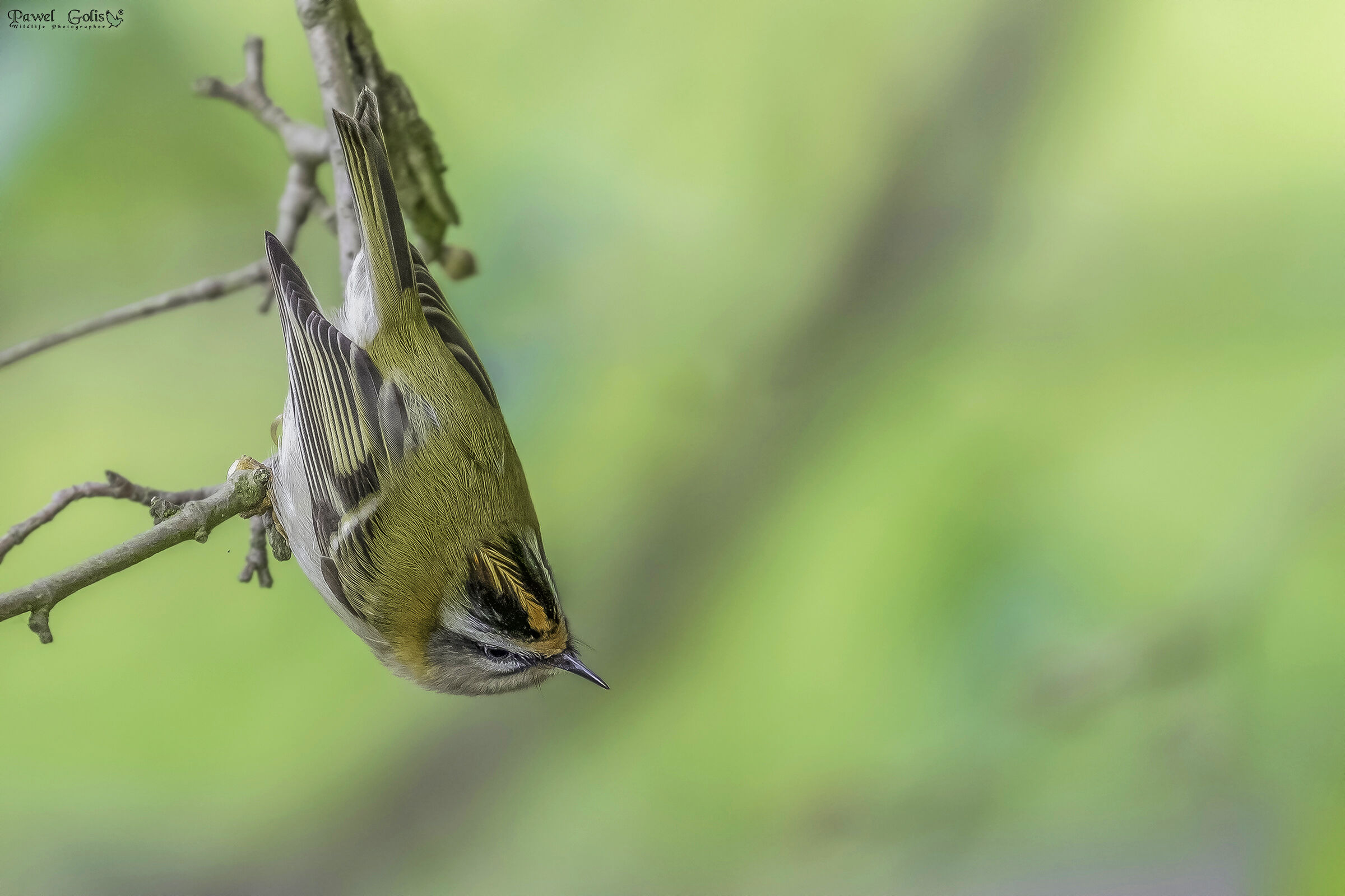 Comune Firecrest (Regulus ignicapillus) v2