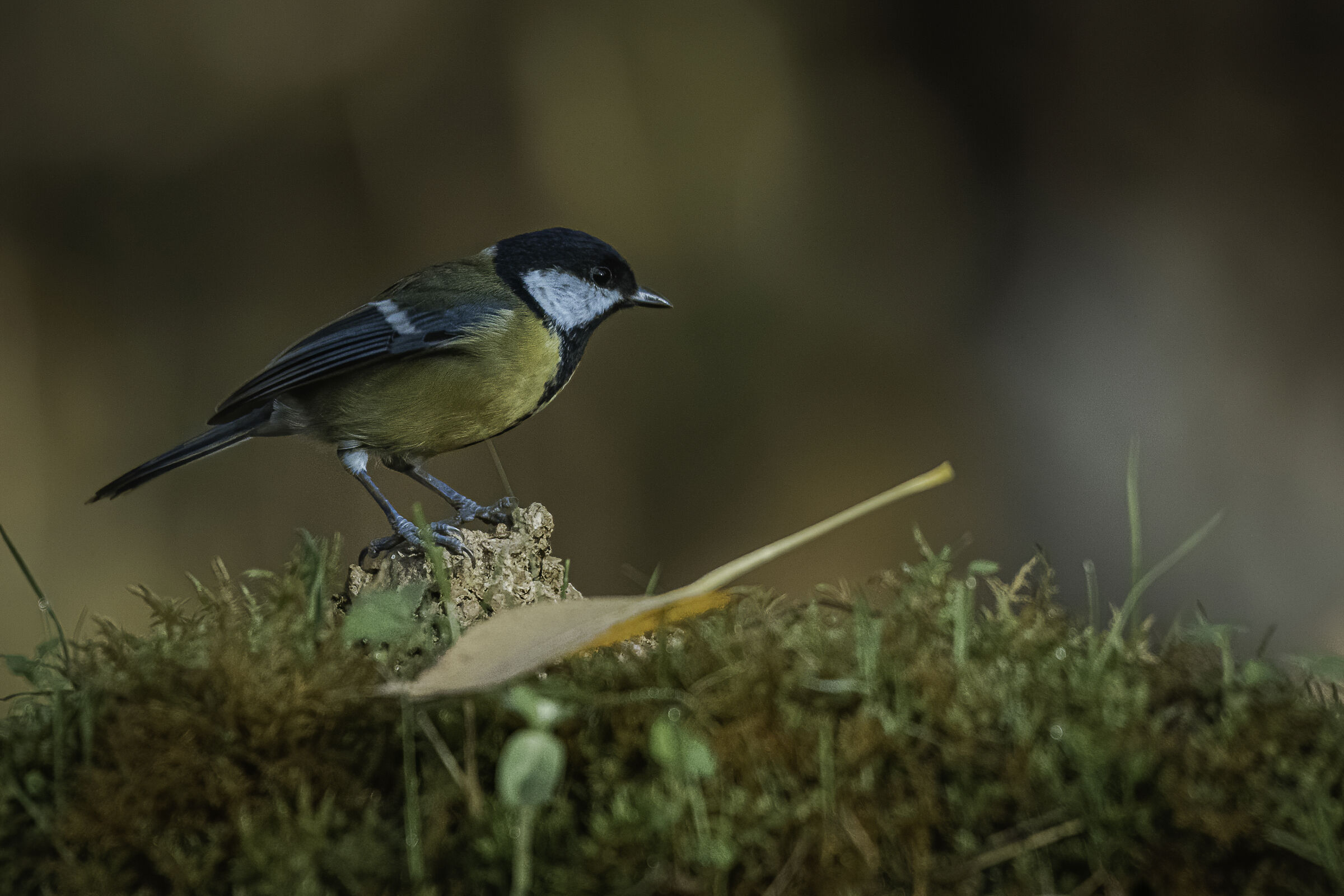 in autunno cadono le foglie...