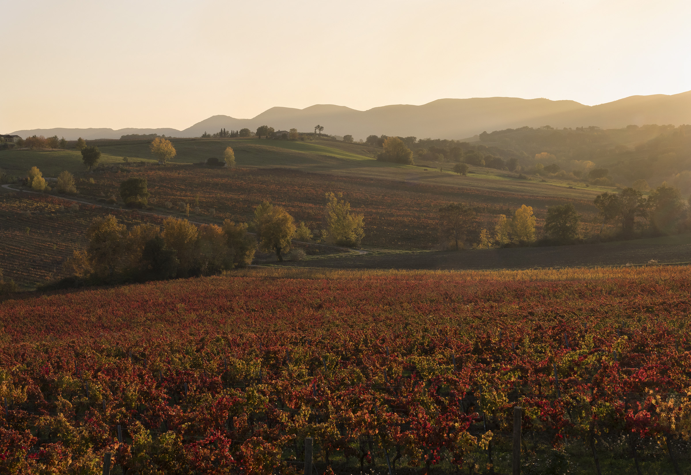 The hills of Sagrantino