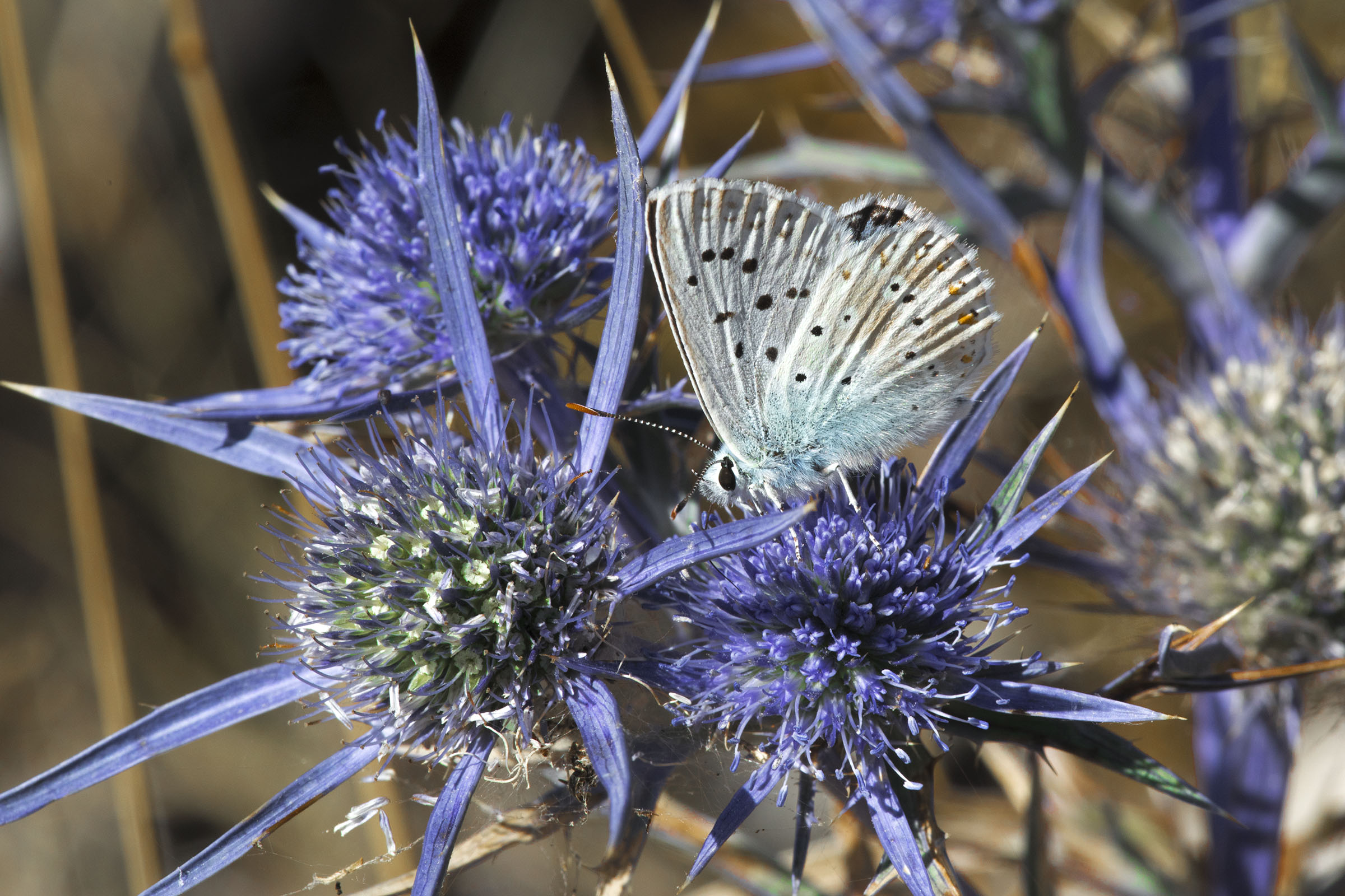 Butterfly on wild flower blue mountain