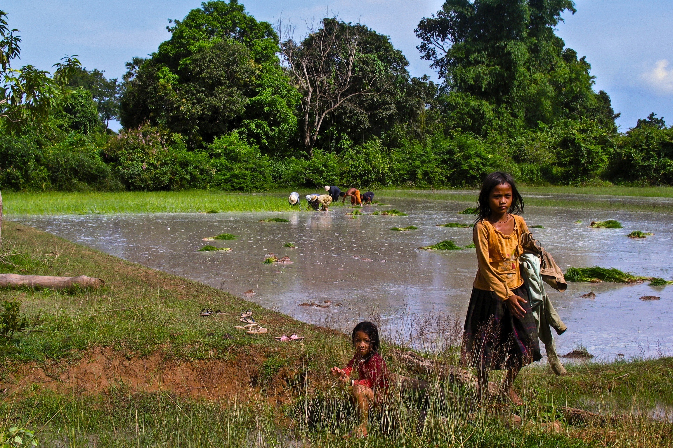 Cambodia 2007 - Rice paddies