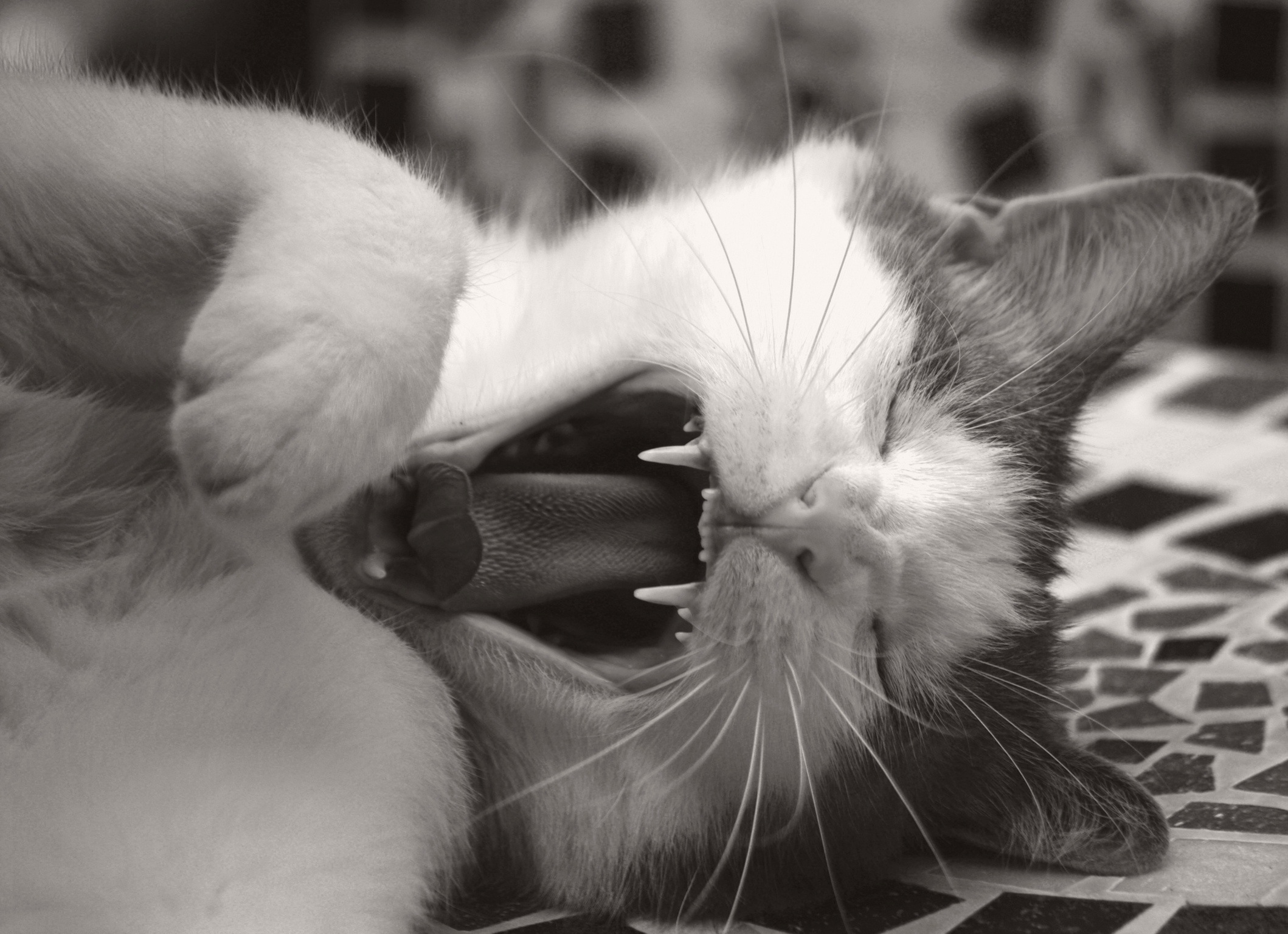 Pai Mei - end of meditation